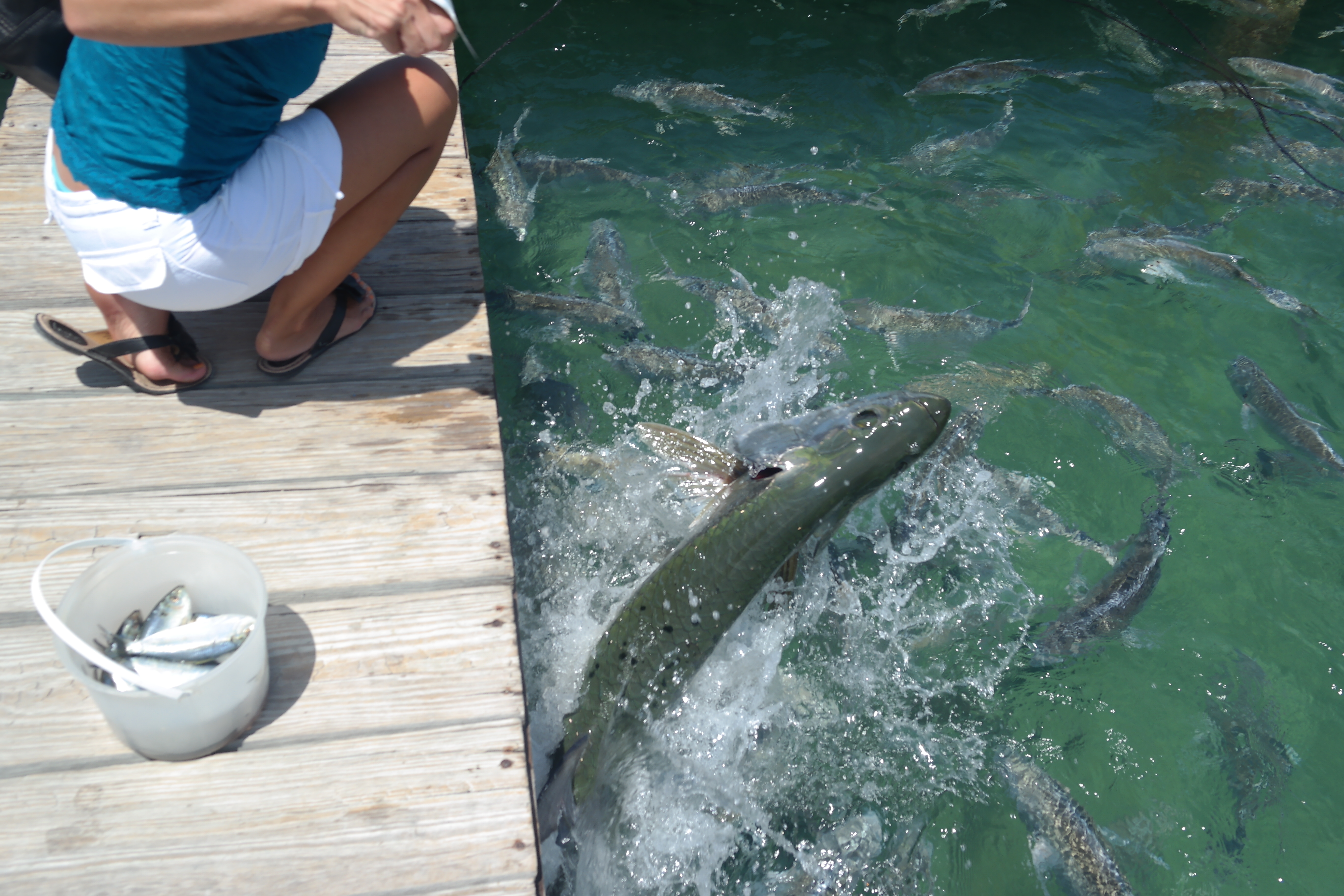 Robbies Tarpon in Islamorada