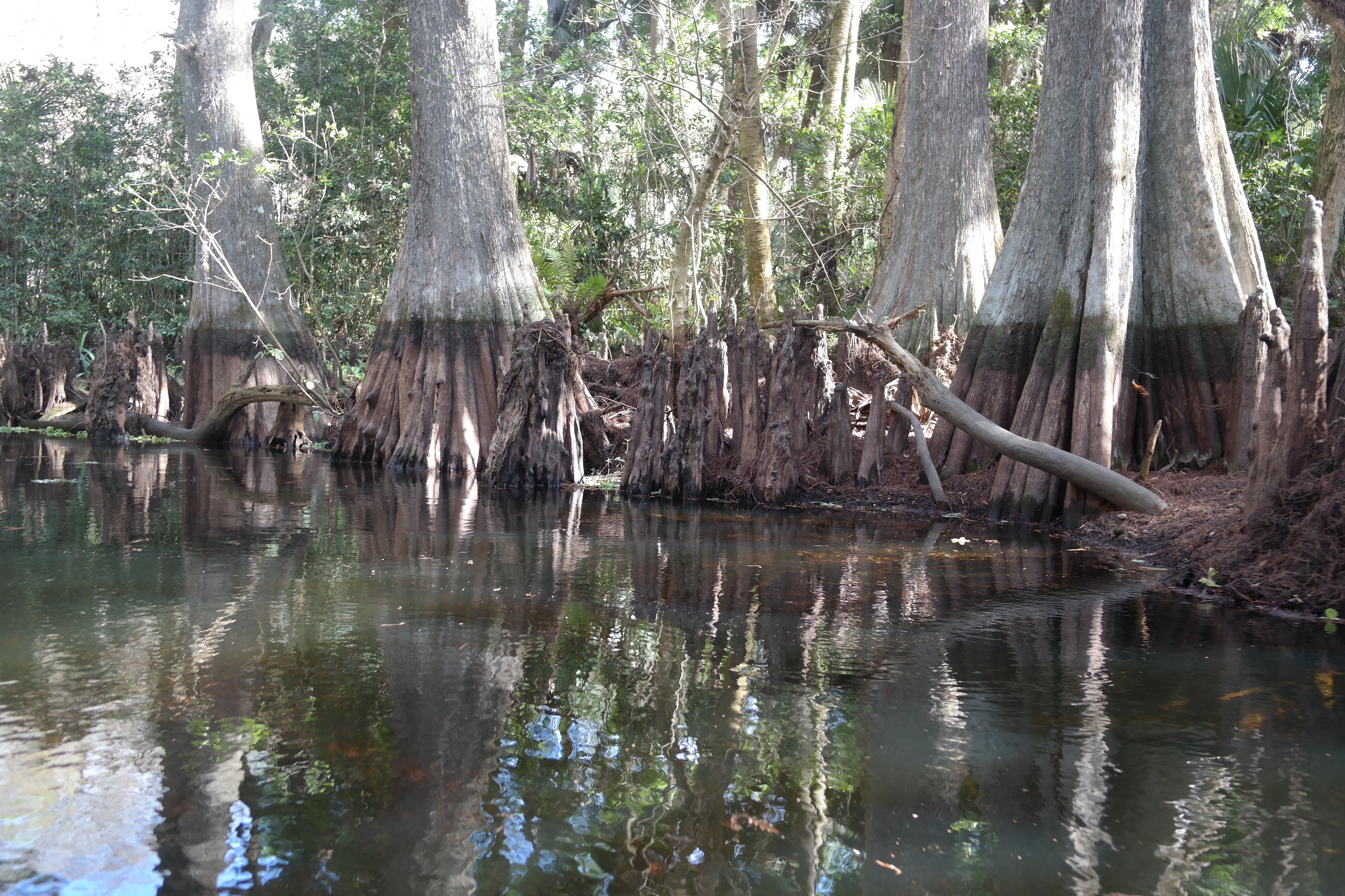 Cypress Trees Loxahatchee