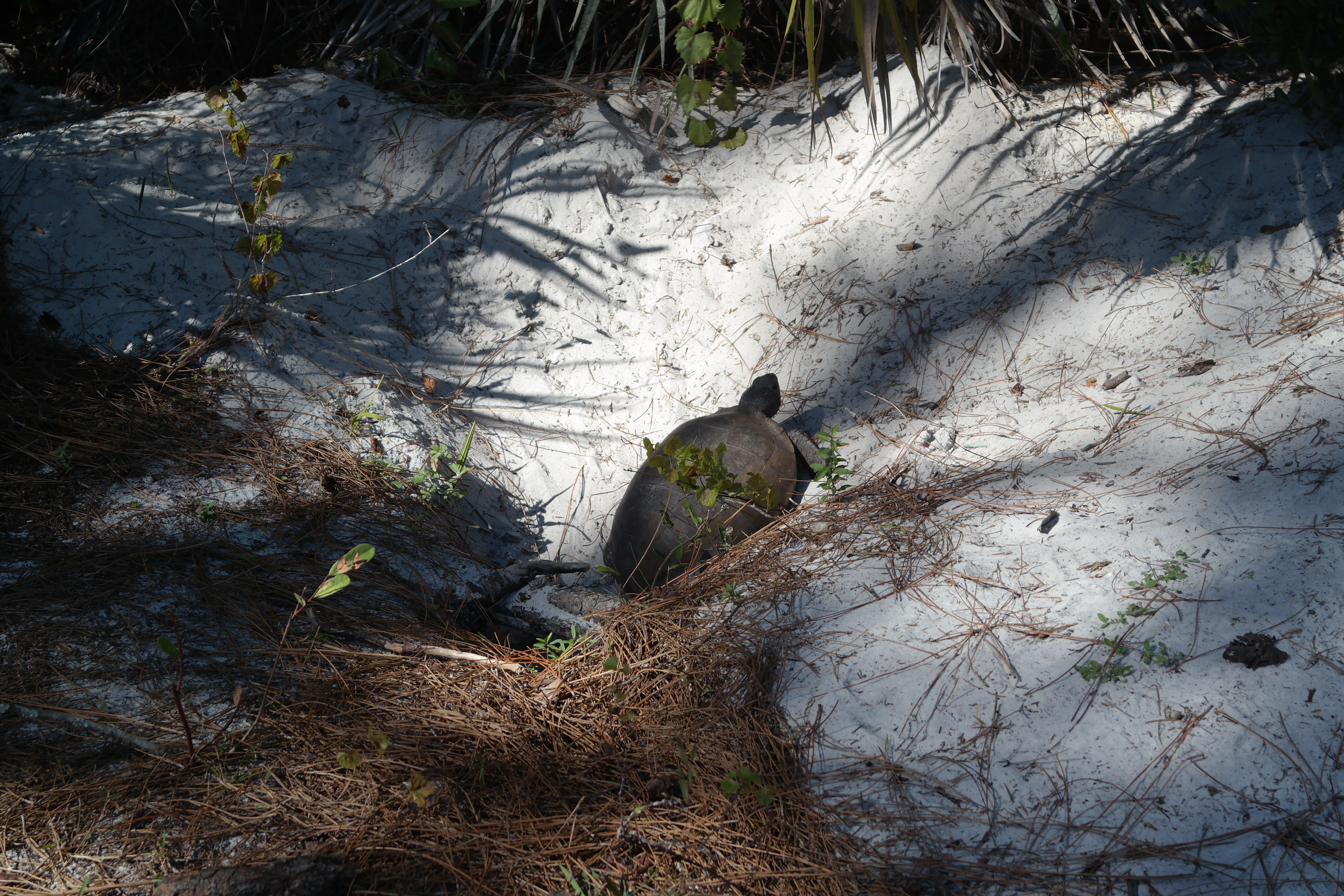 Gopher Tortoise Loxahachee