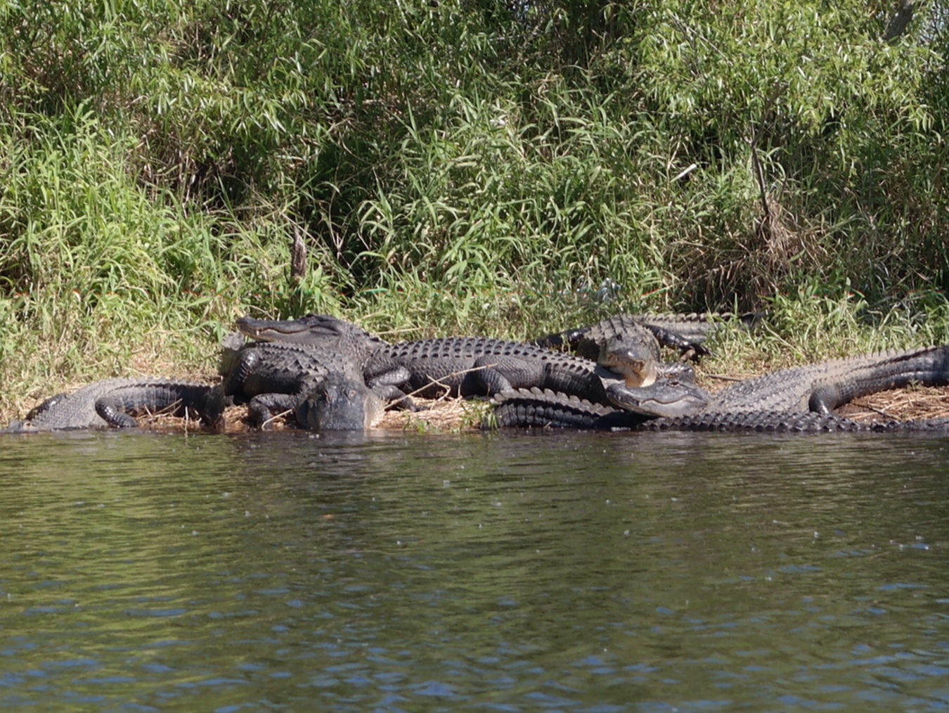 gators