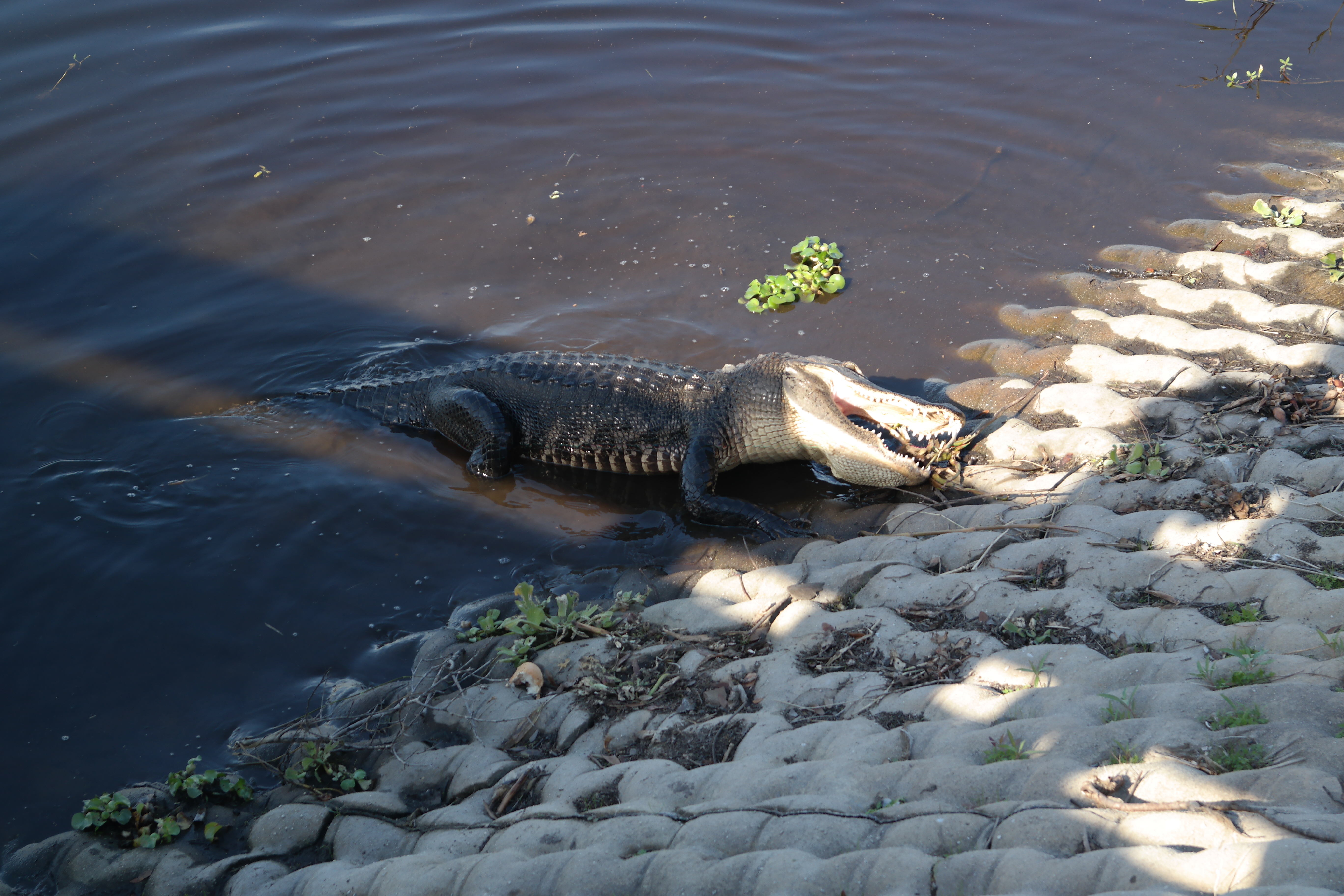 Alligator At Myakka