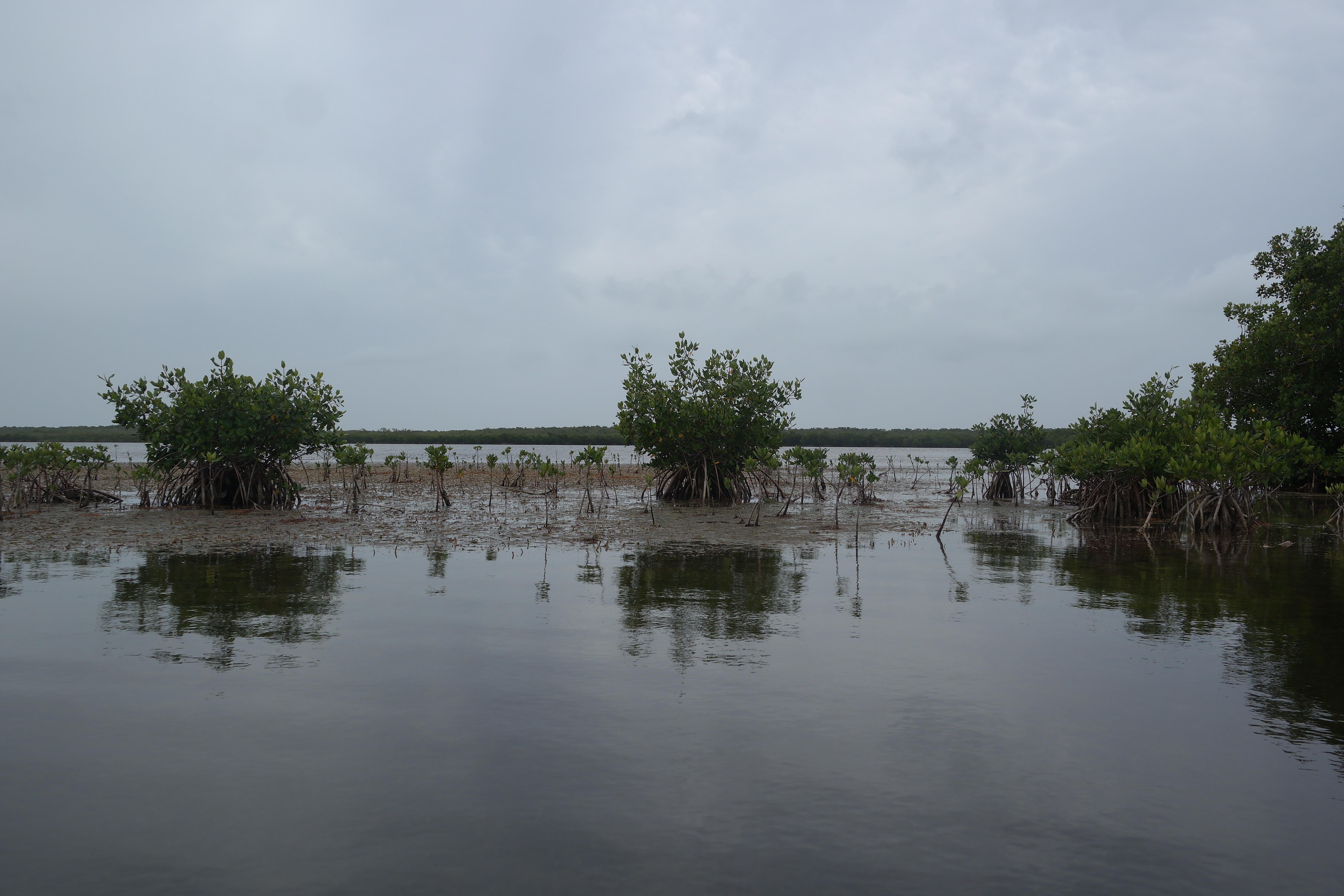 Mangroves John Pennekamp