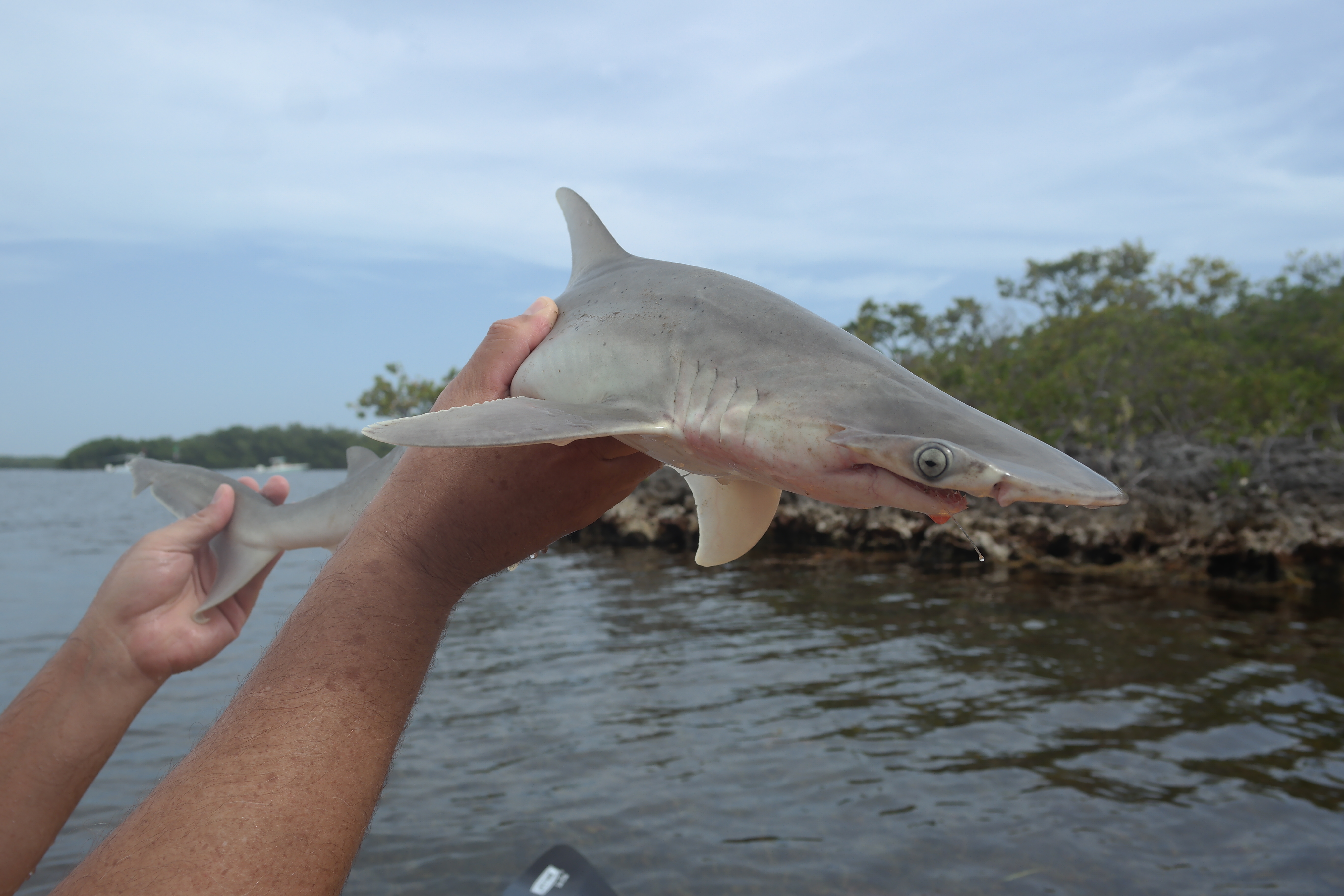 Bonnethead Shark Key Largo