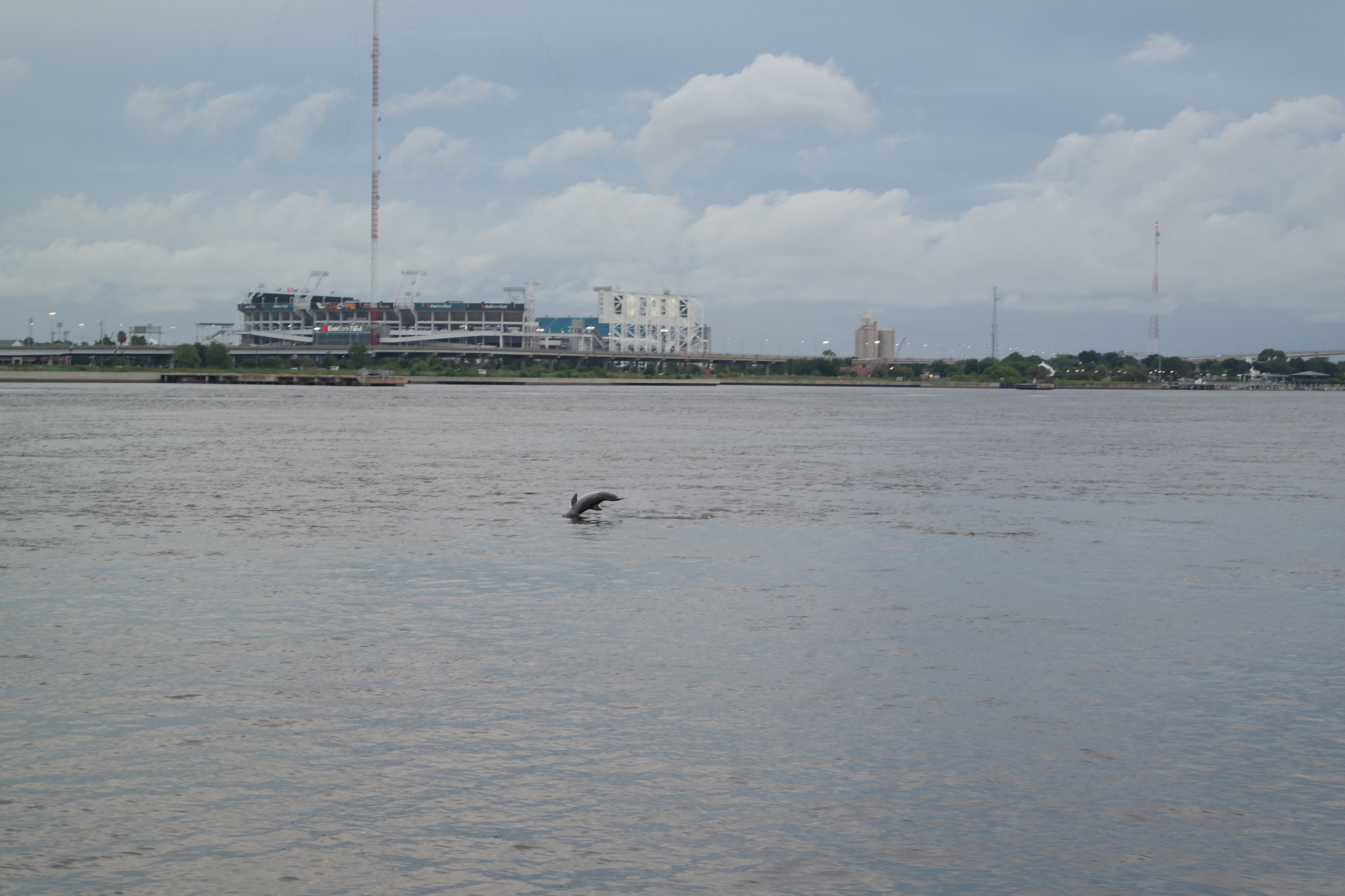 Dolphins In St John's River