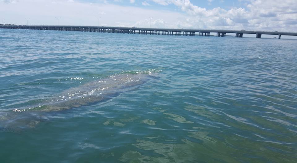 Manatee Virginia Key