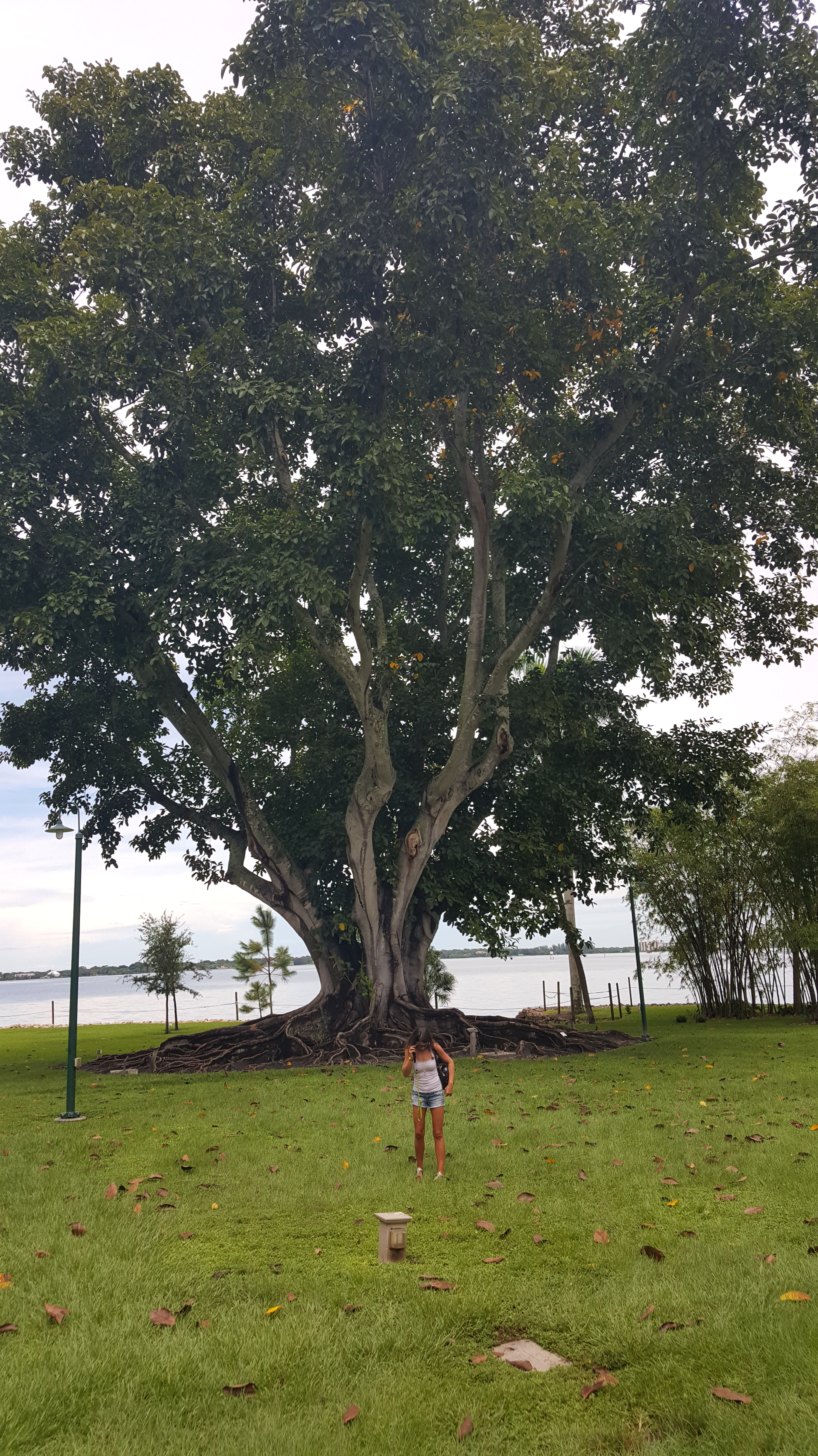 Ficus Tree For Edison's Experiments