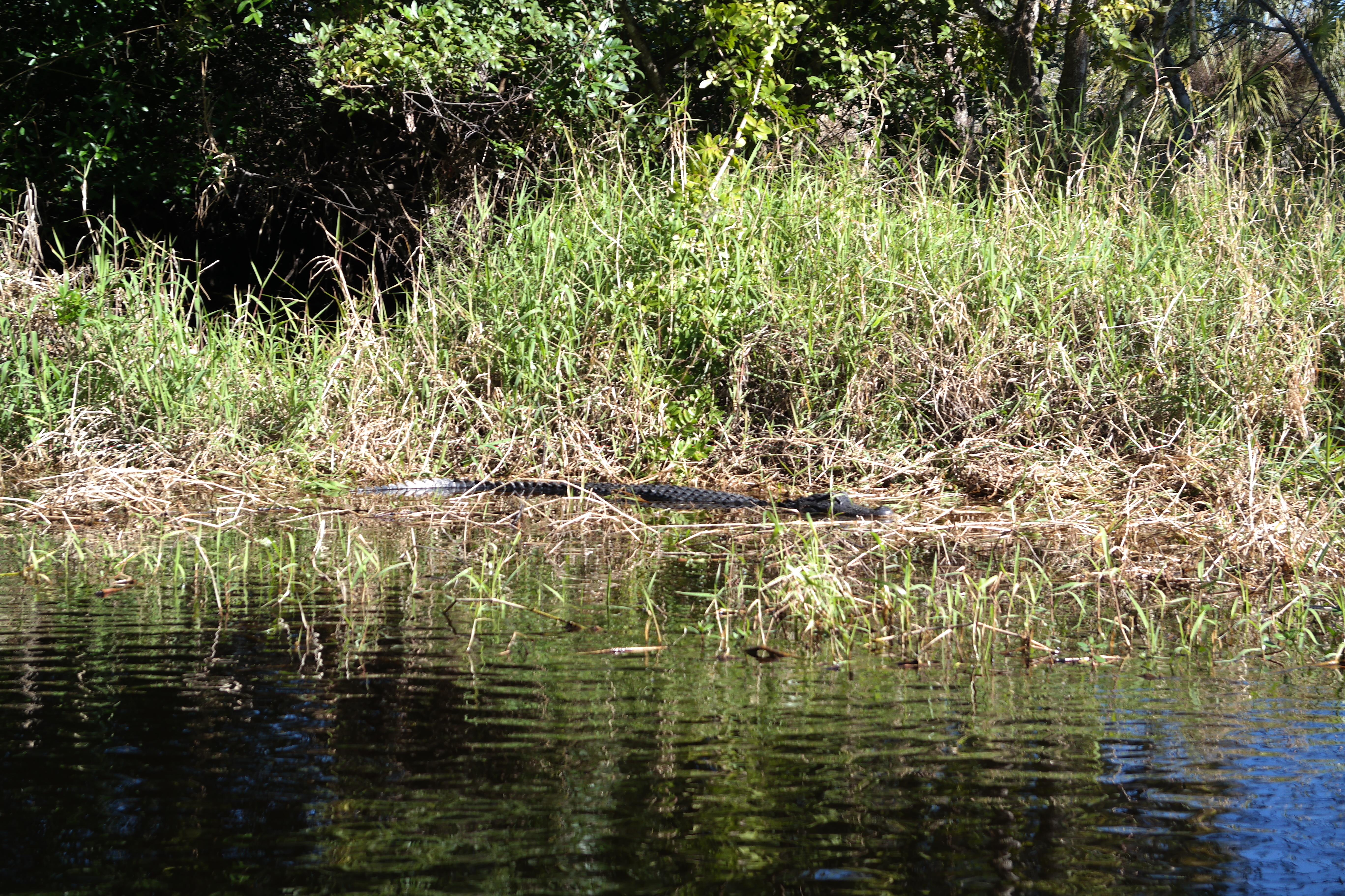 Alligators On The Banks