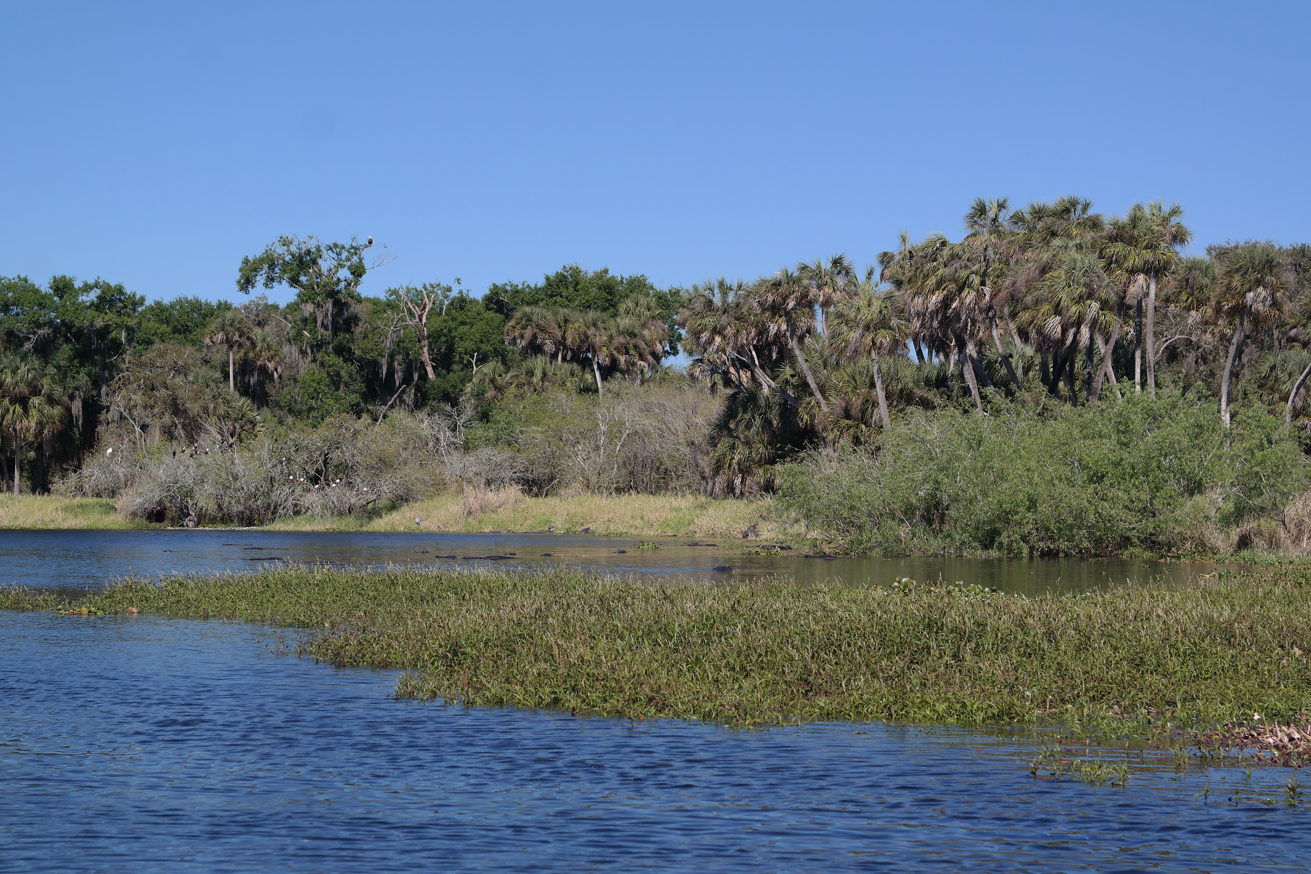 Myakka River Deep Hole