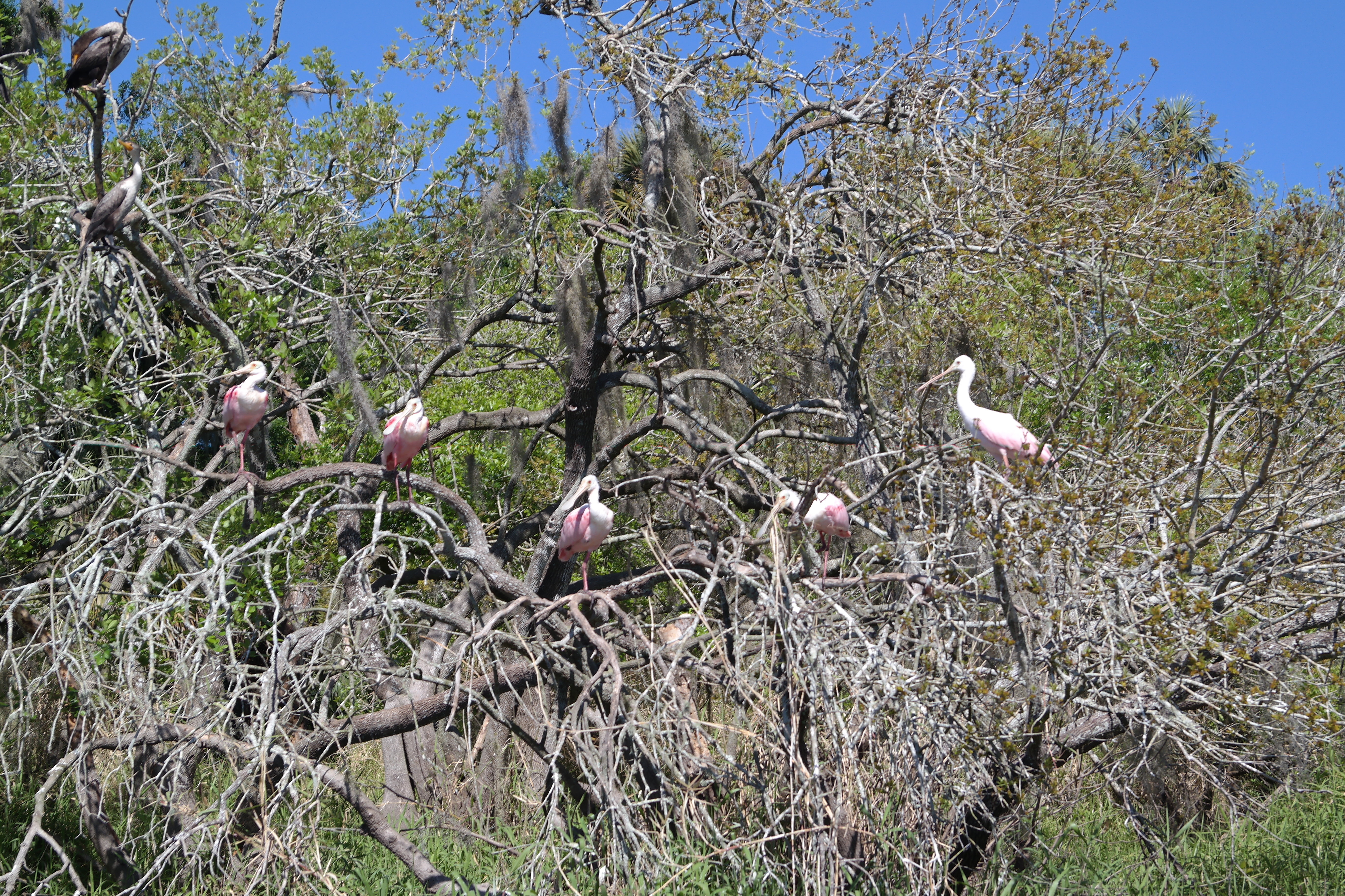 Roseate Spoonbills