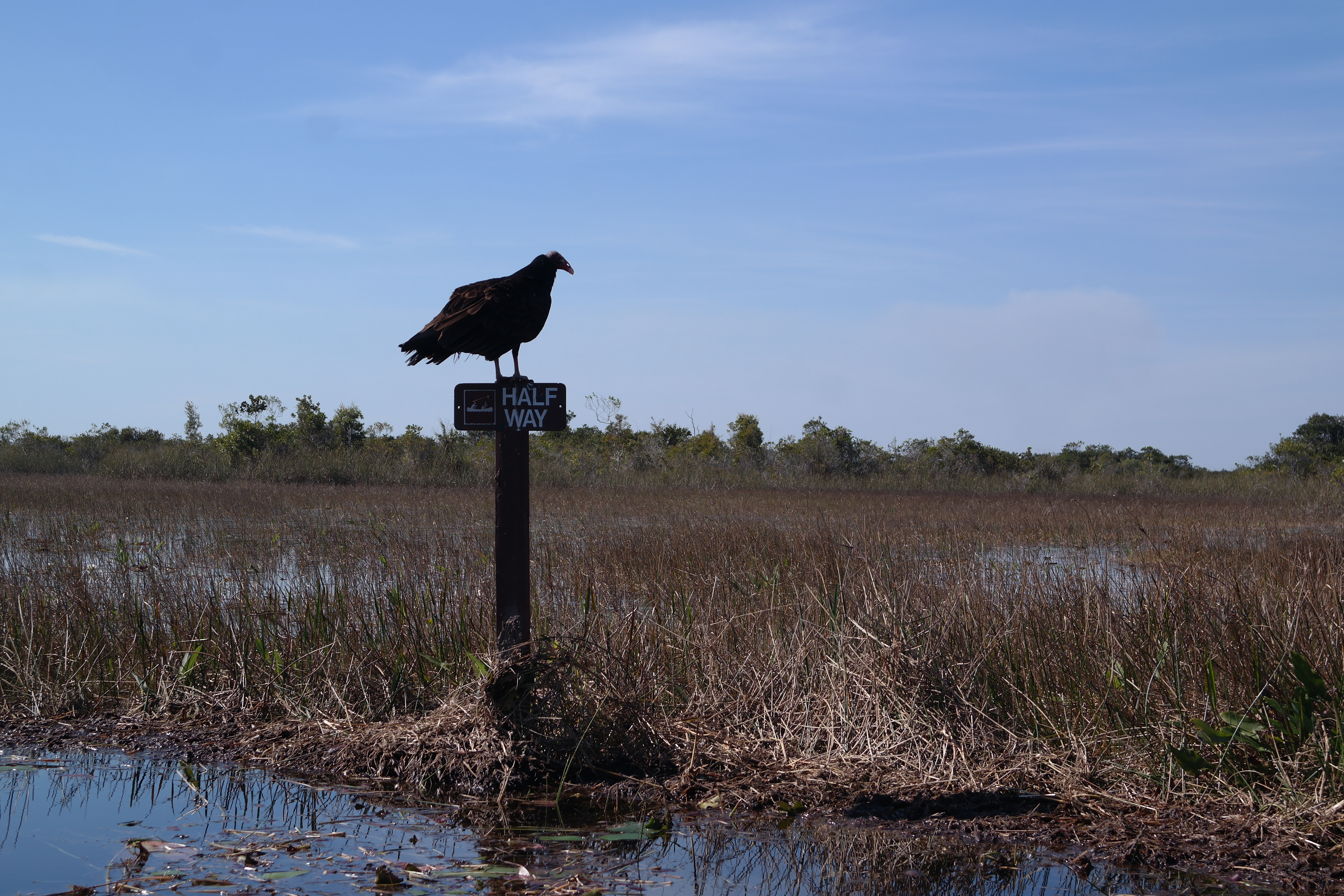 Vulture At Arthur Marshall