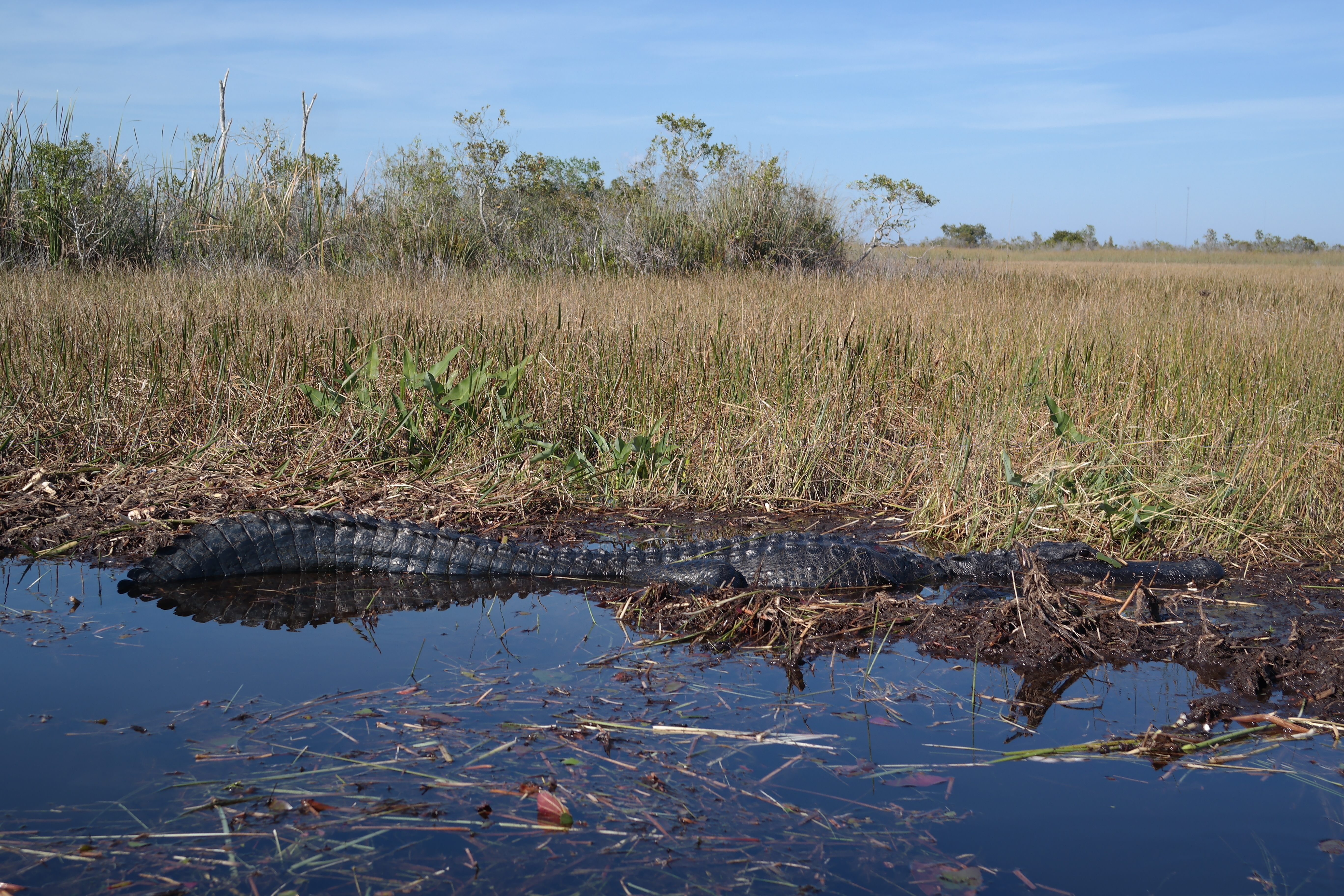 Big Alligator Arthur Loxahatchee