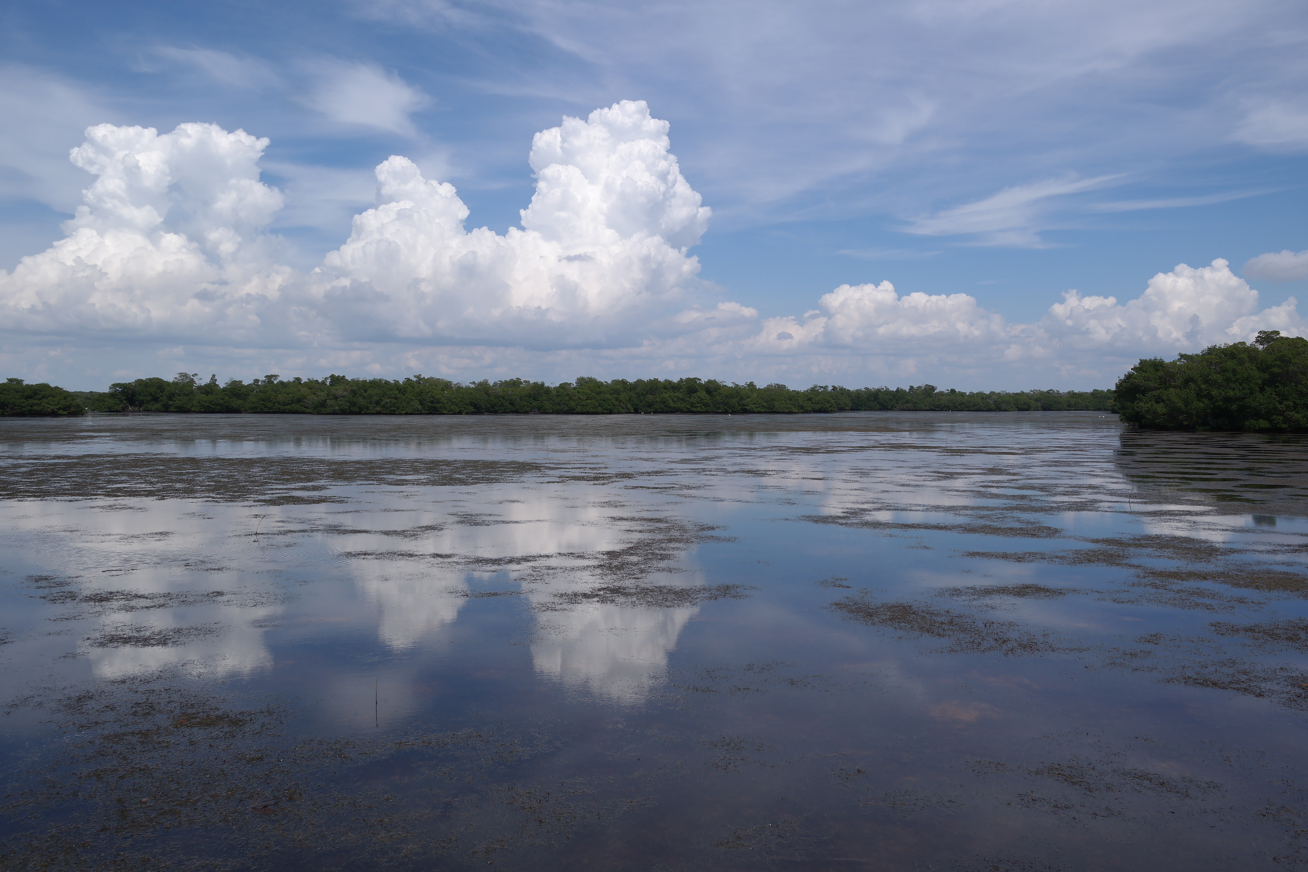 Ding Darling Wildlife Drive