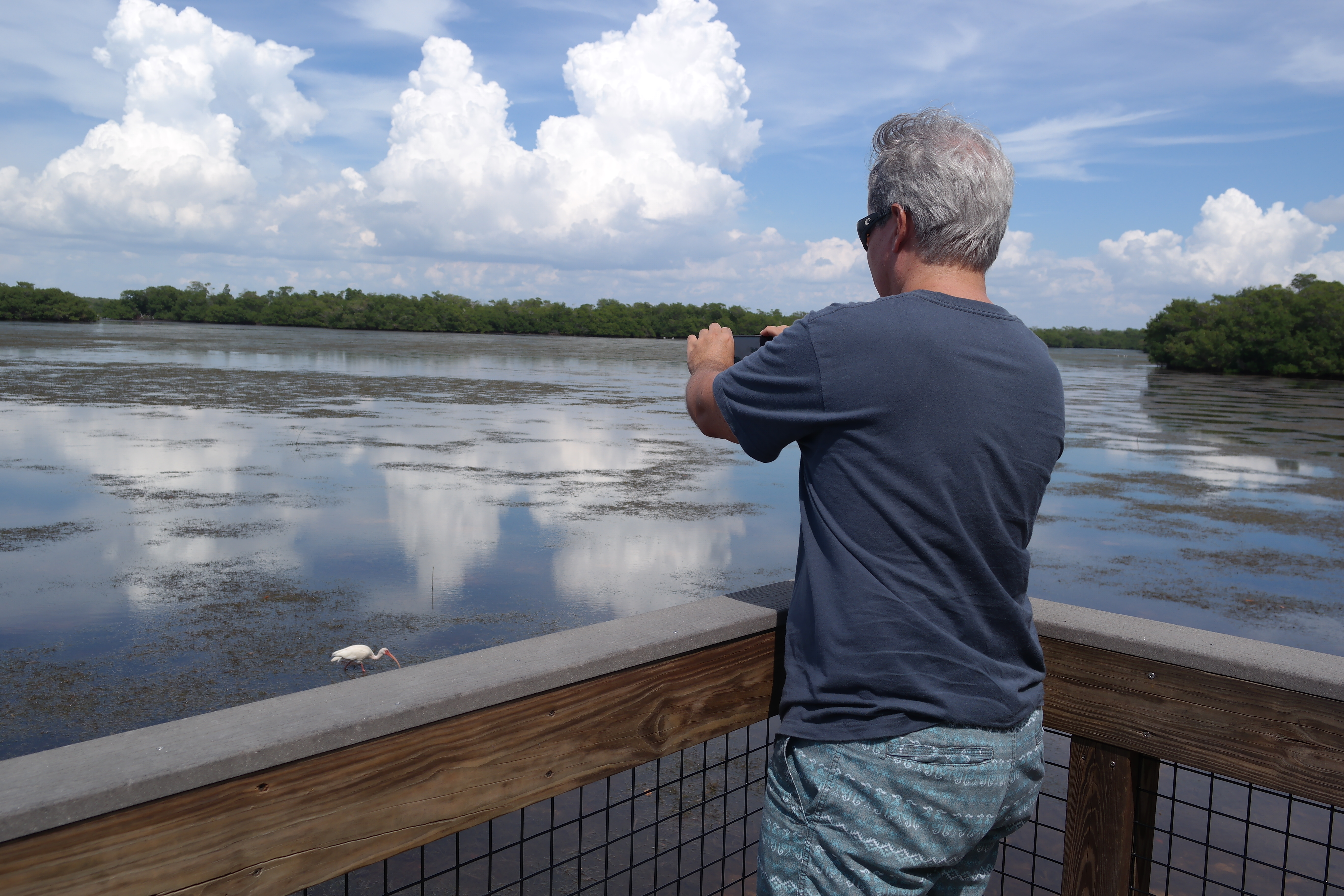 Mangrove Walk Viewing Platform