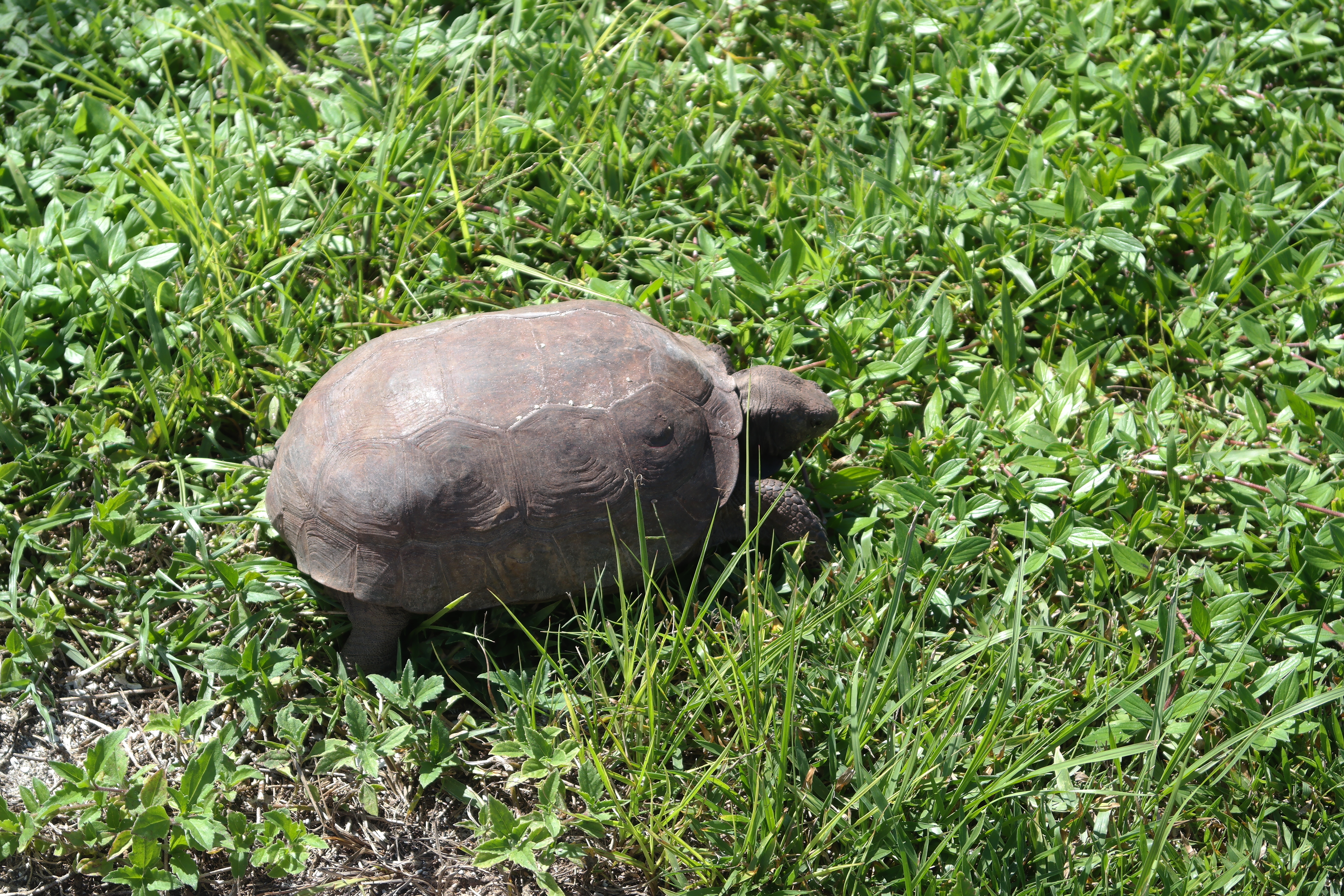 Gopher Tortoise