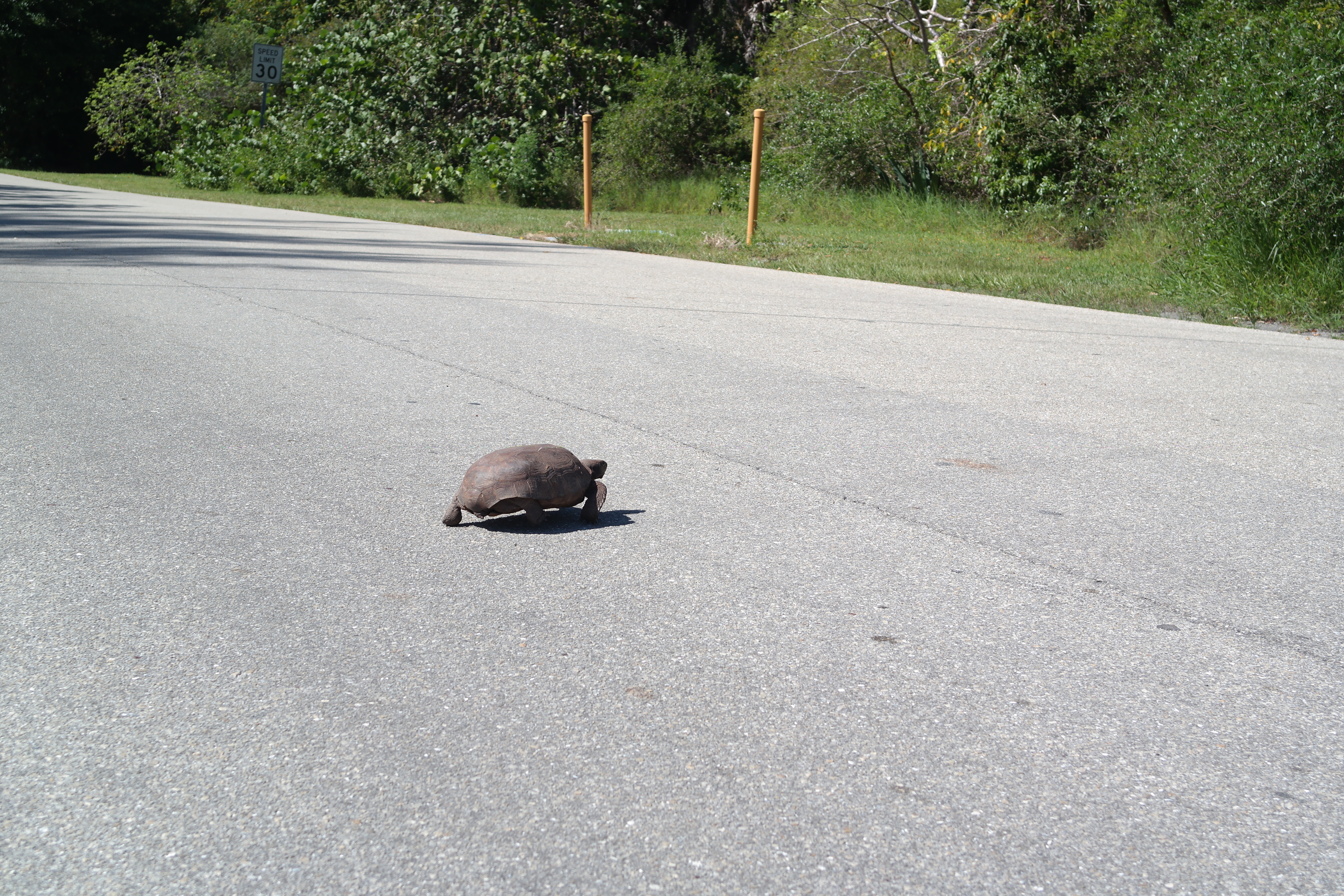 Gopher Tortoise Sanibel