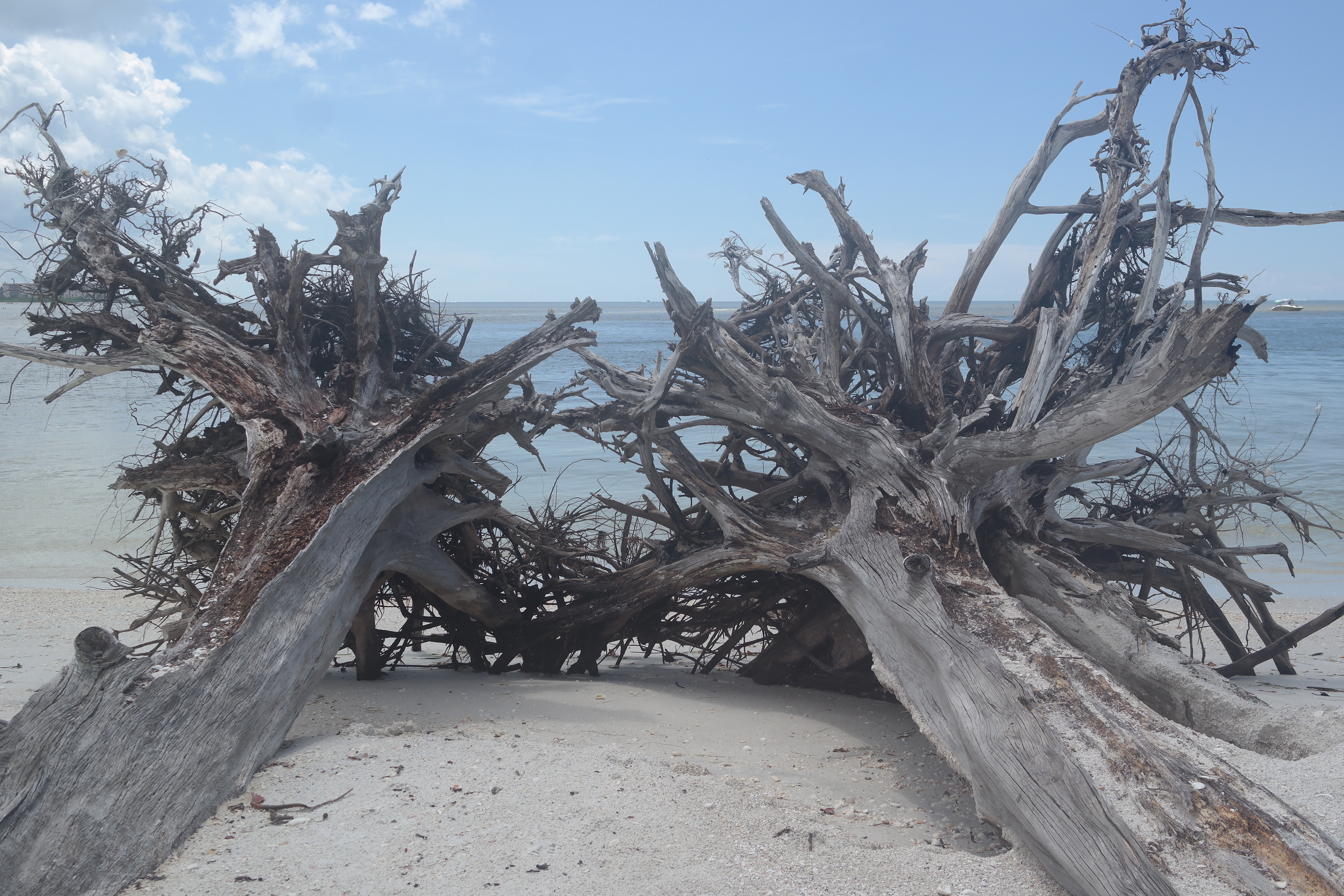 Tree Roots Lovers Key Beach