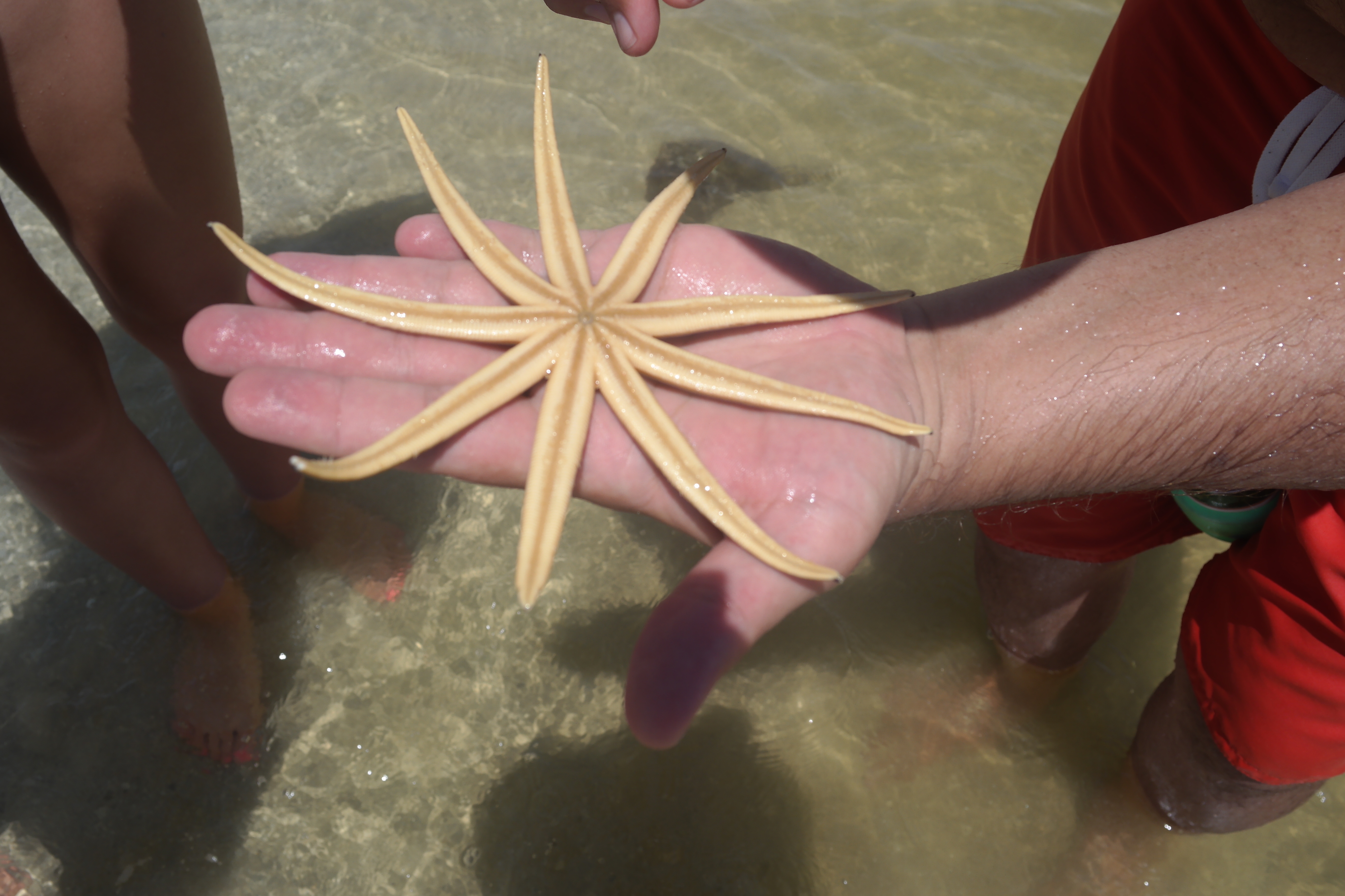 Starfish