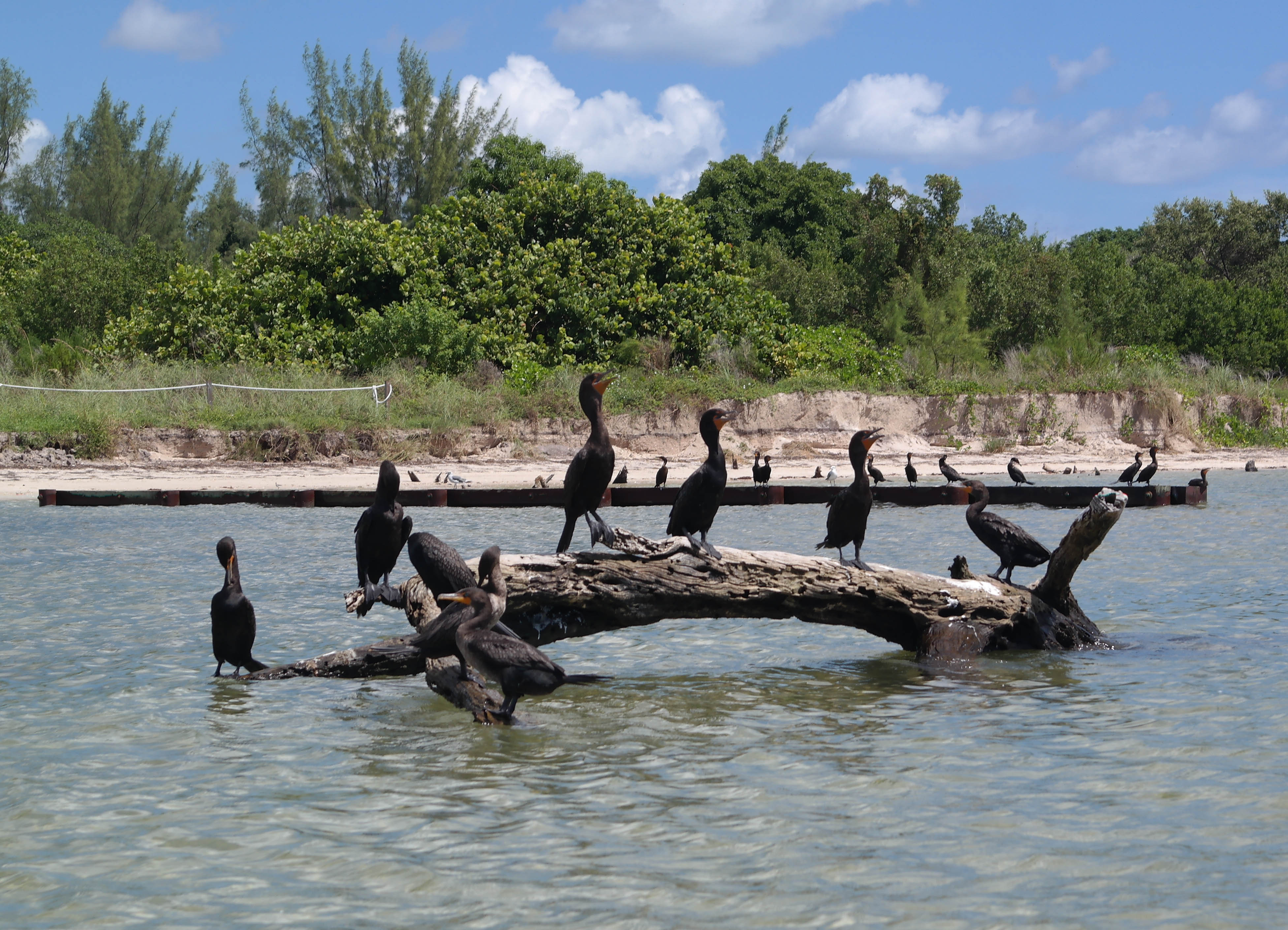 Birds At Virginia Key