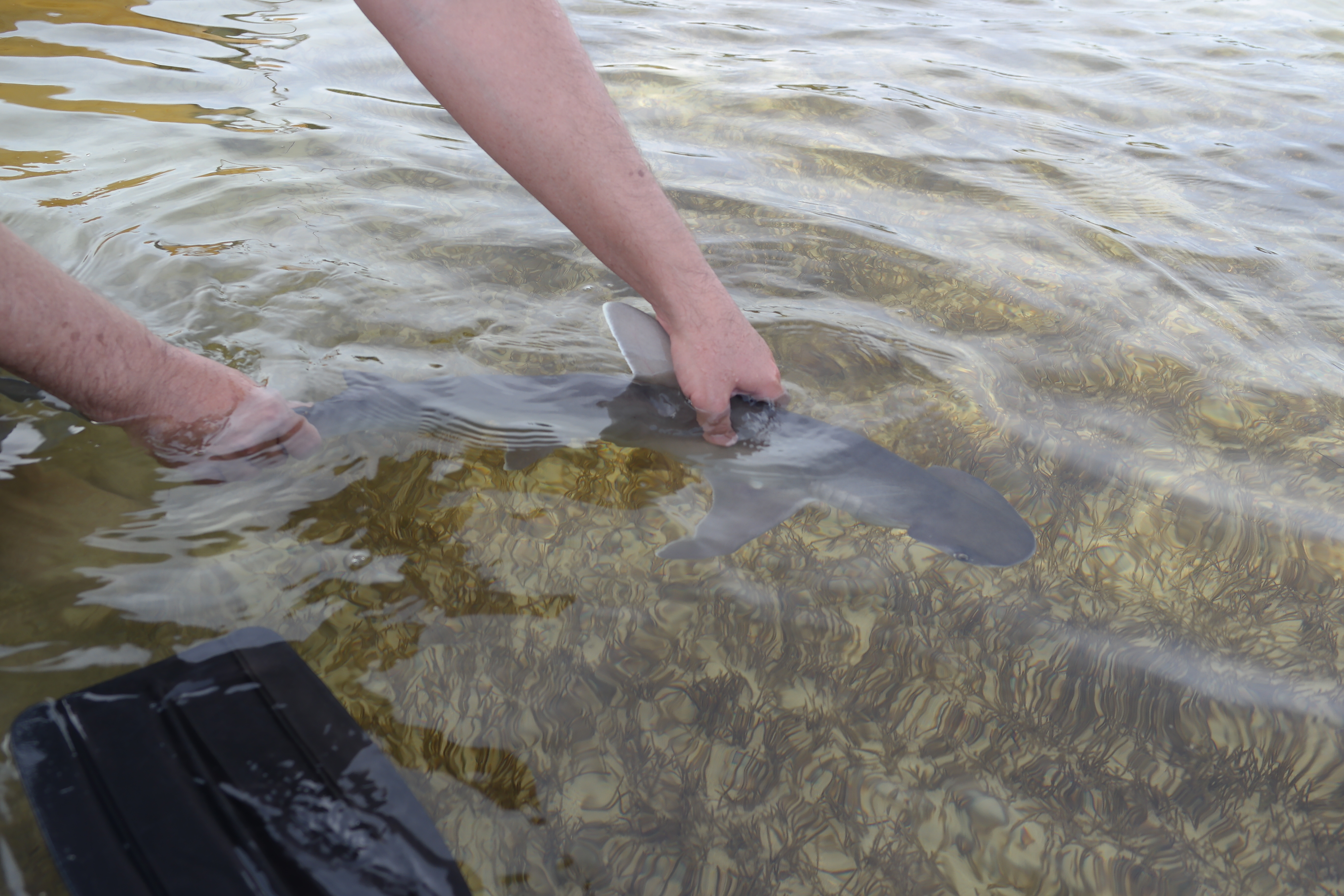 Bonnethead Shark