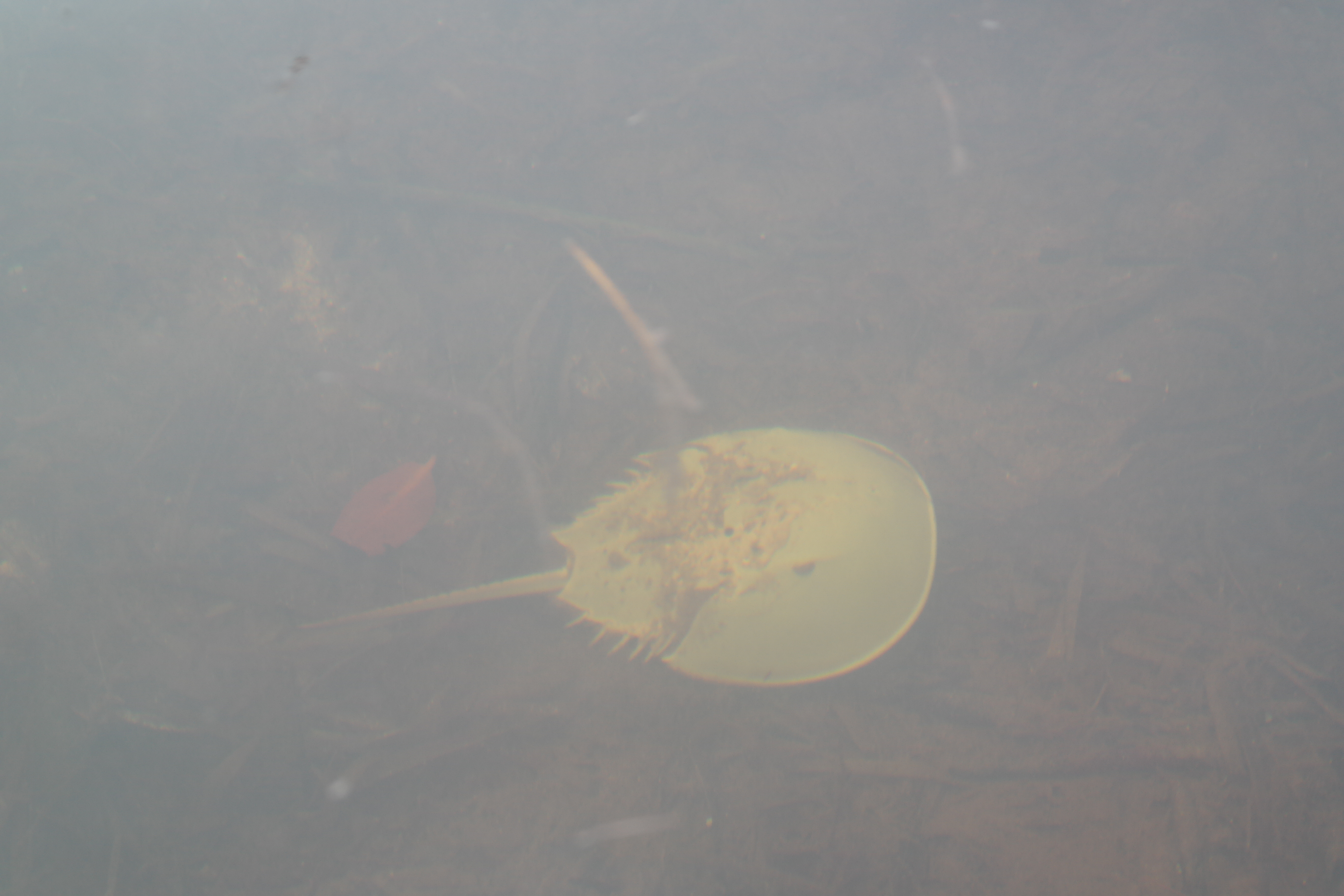 Horseshoe crab