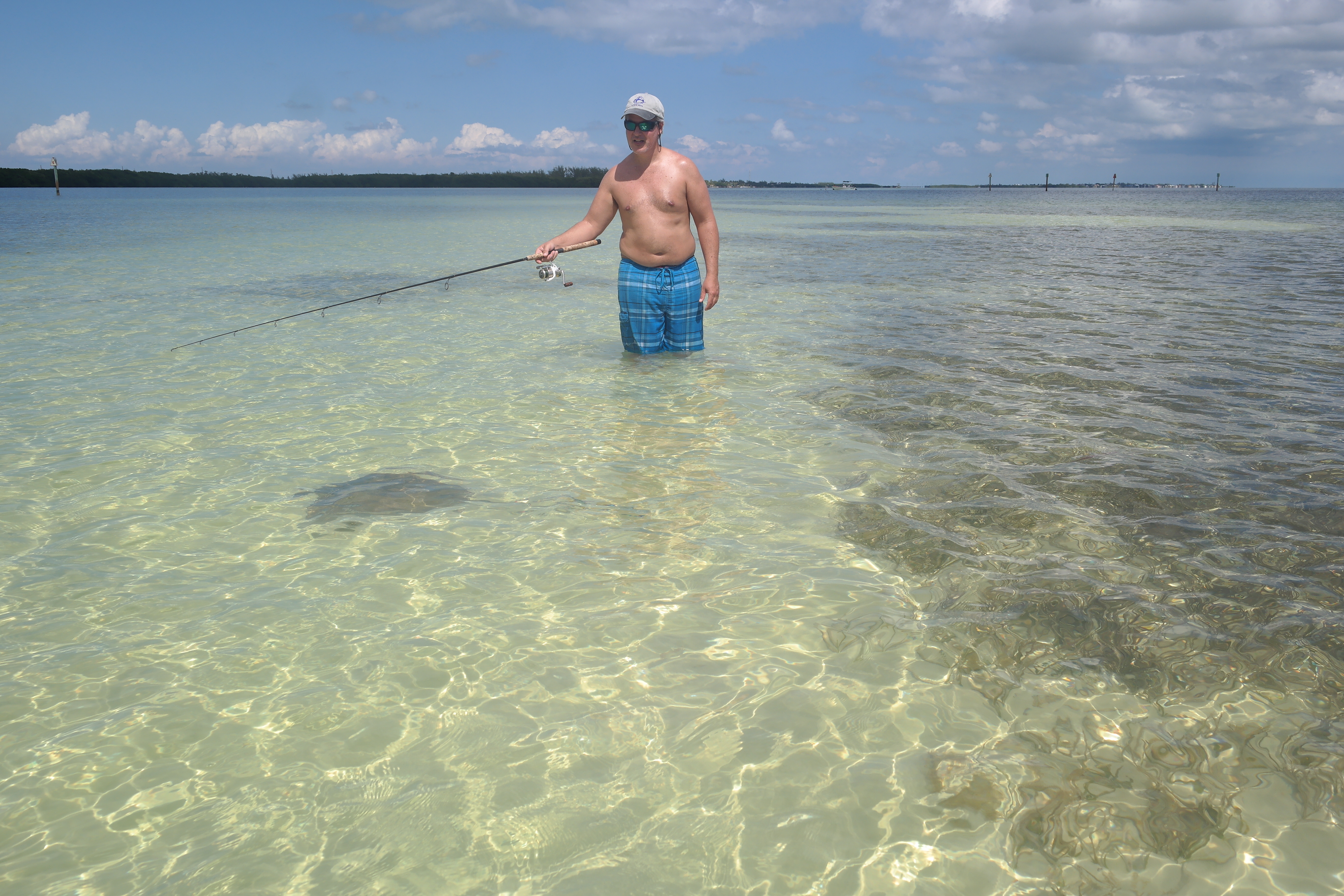 Curious Stingray