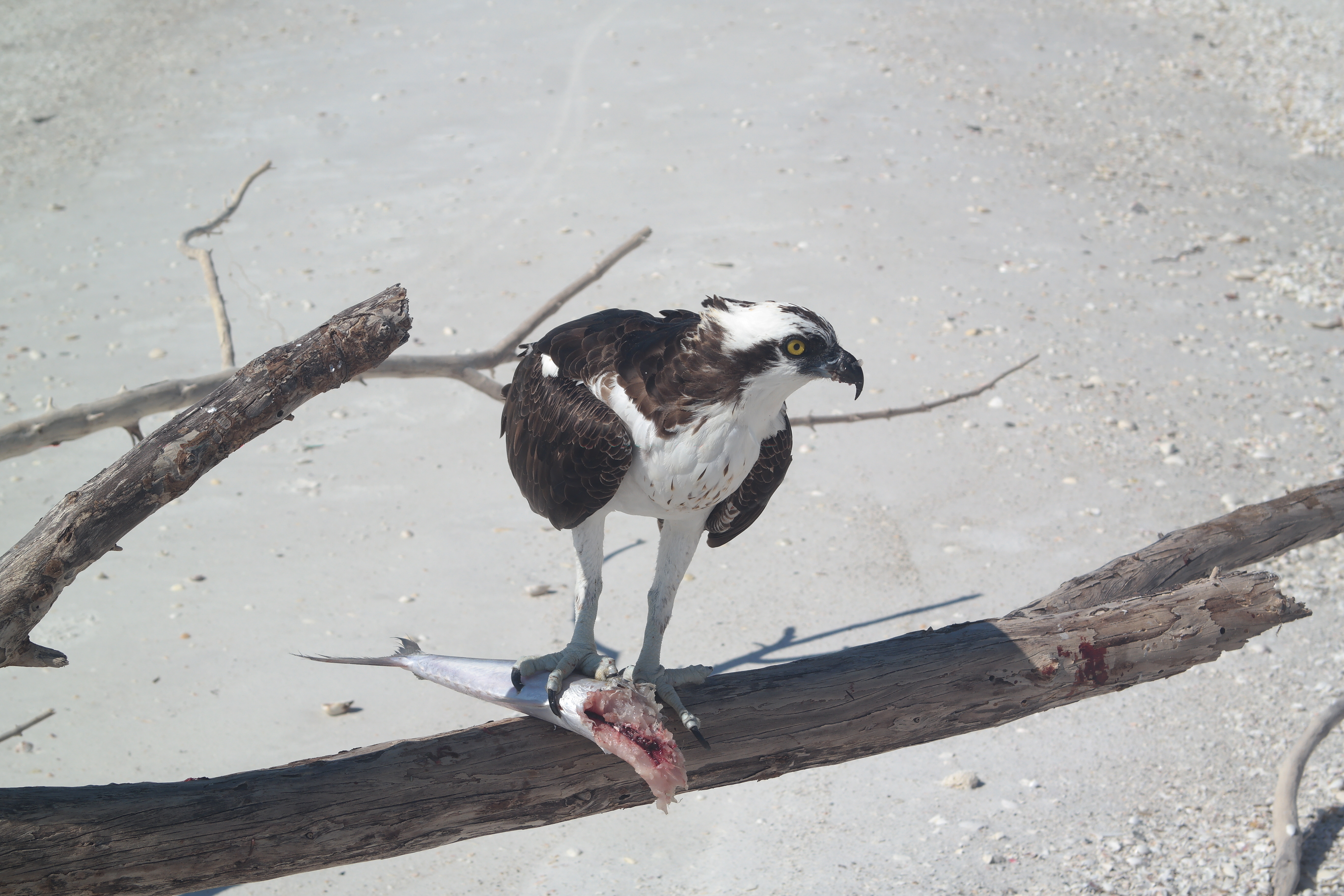 Osprey Marco Island