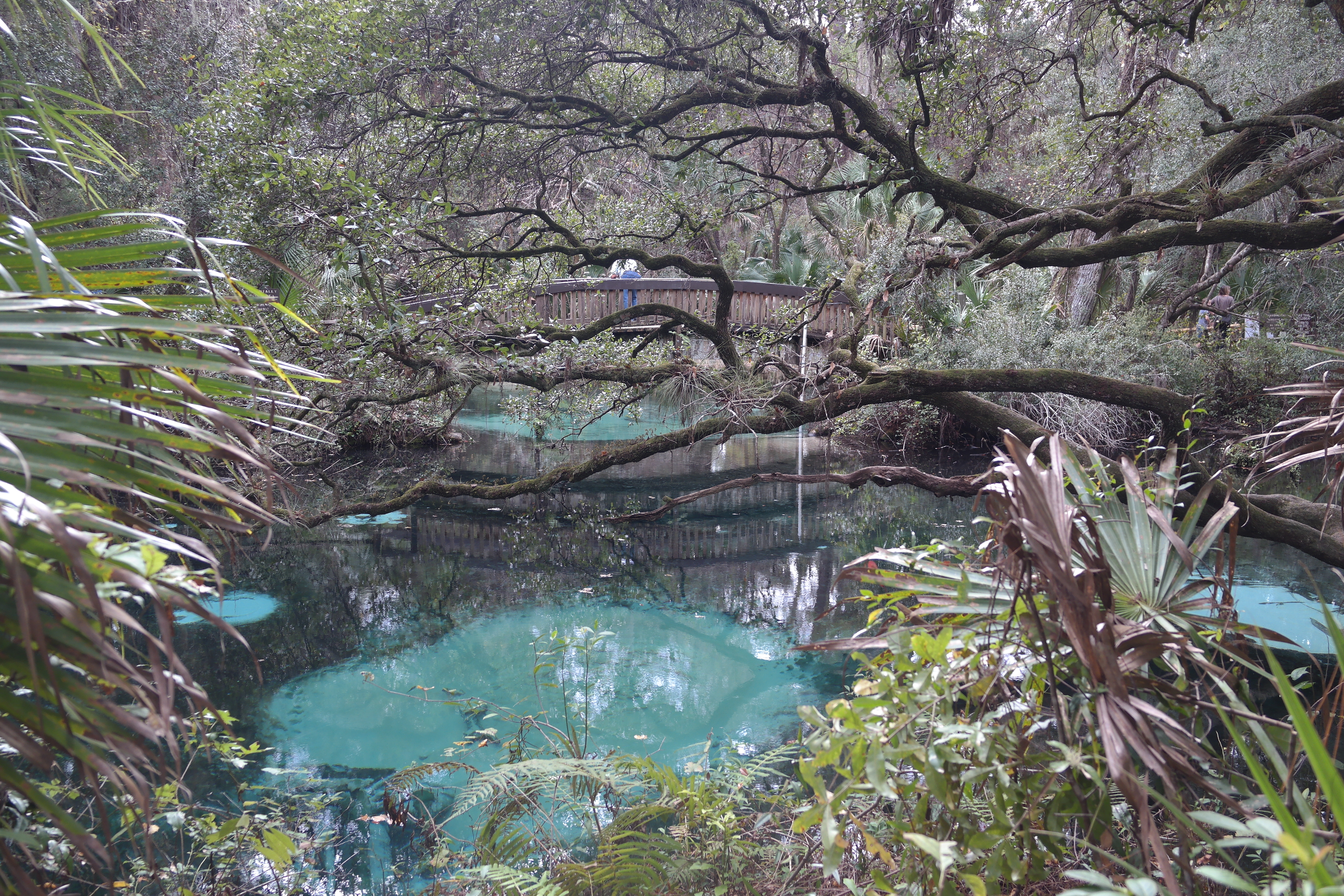 Juniper Springs