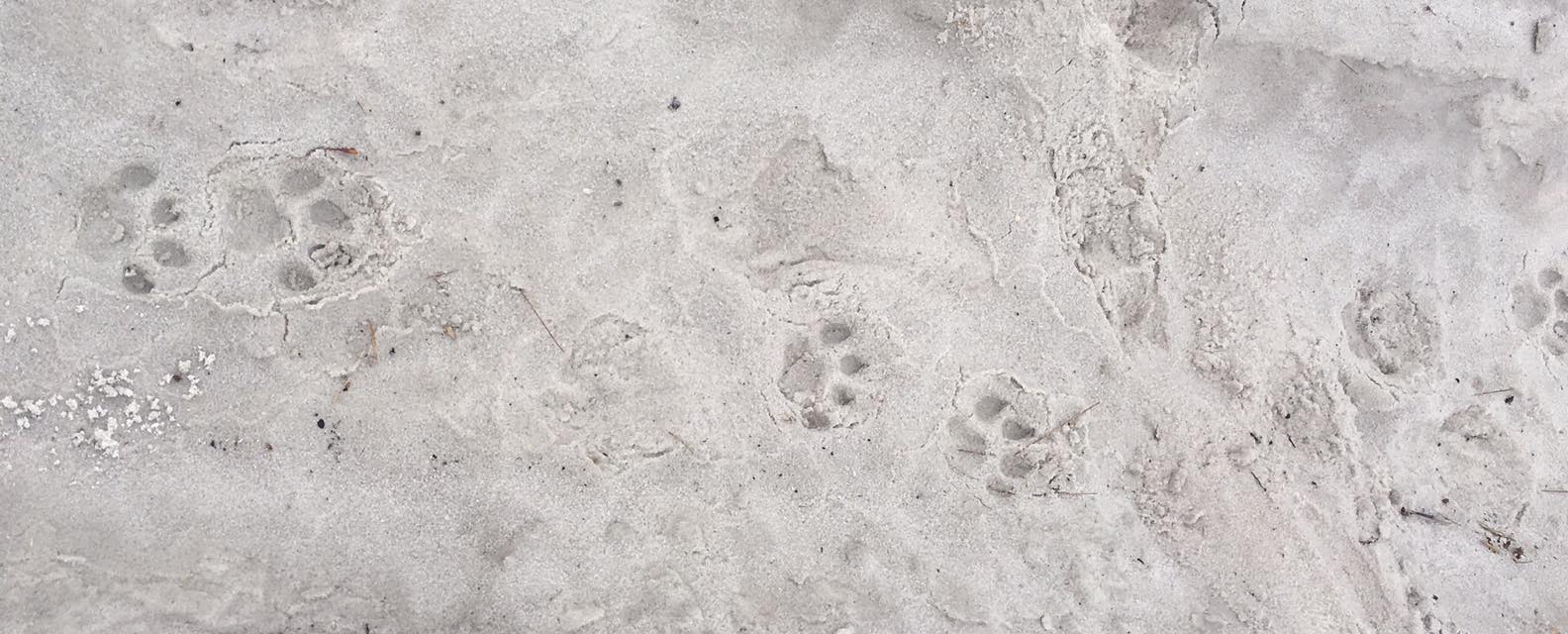 Florida Bobcat Tracks