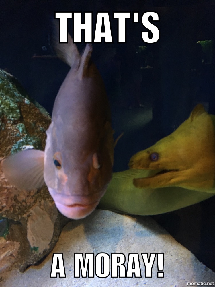 Fish Meme Moray Eel