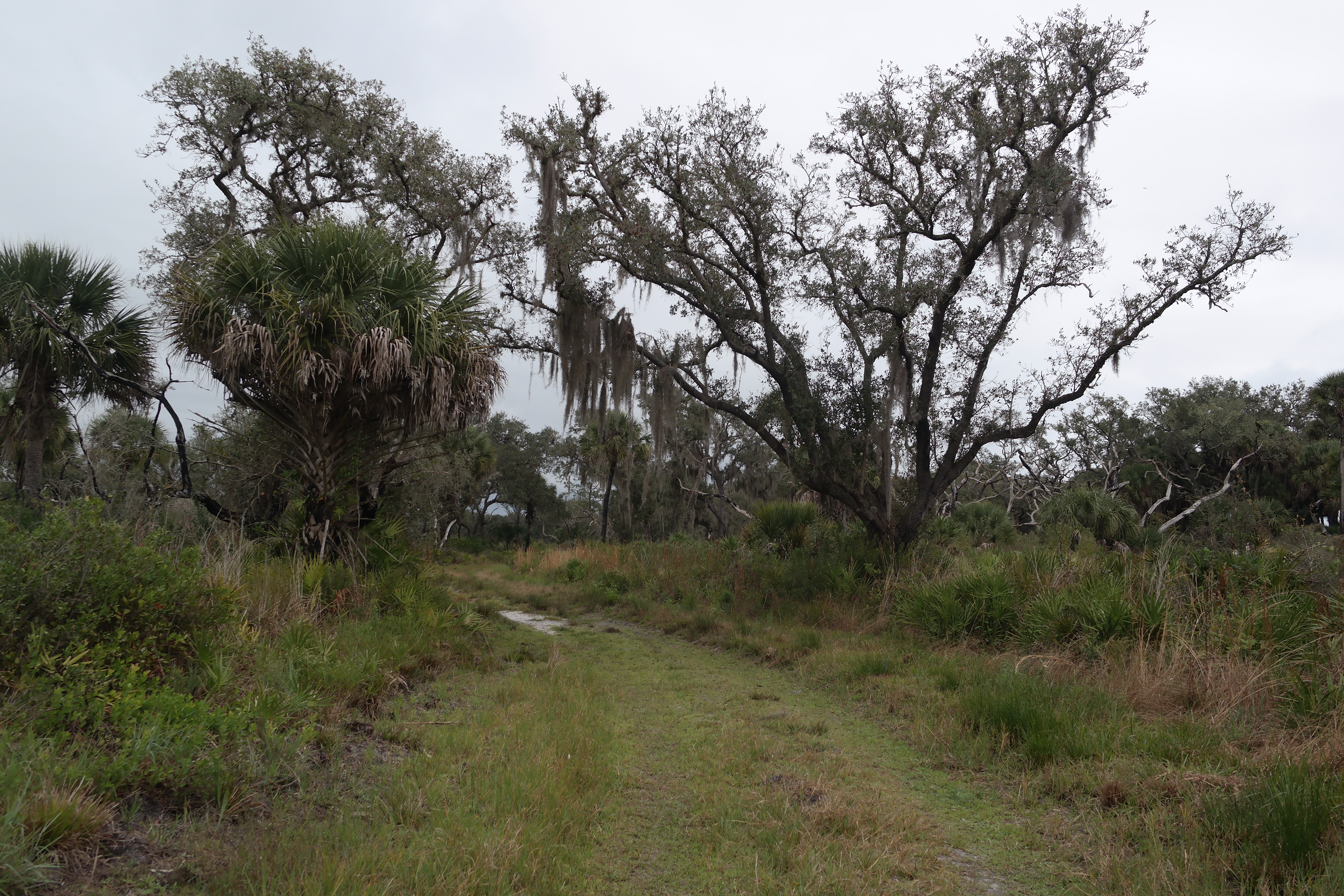 Myakka River Wilderness Trail