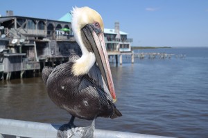 Pelican Cedar Key Pier