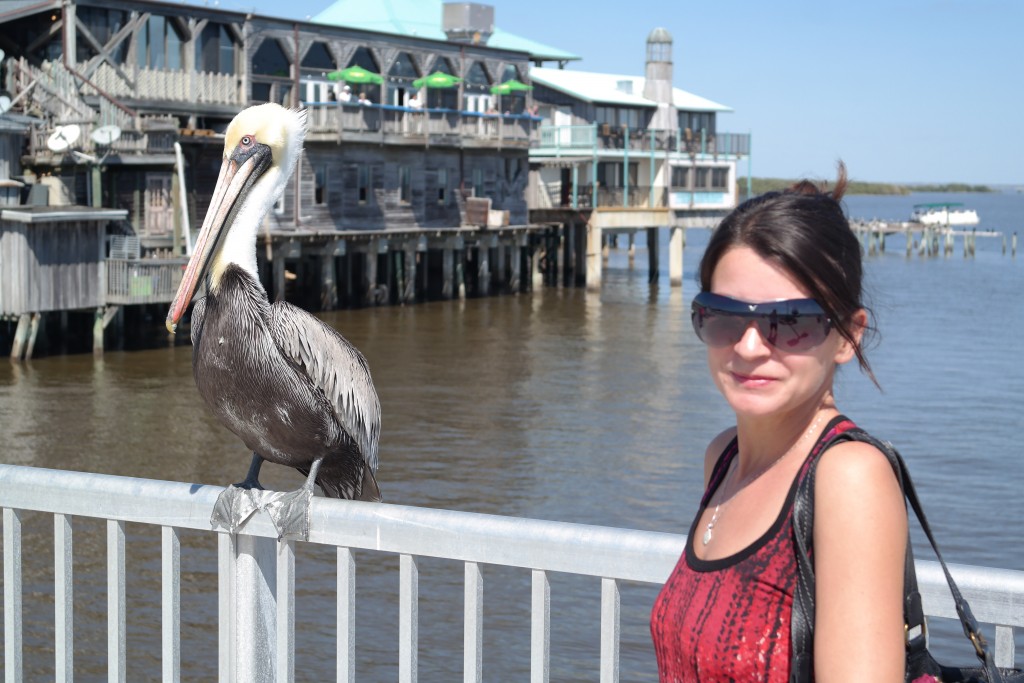 Cedar Key Pelican