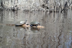 Suwannee River Turtles