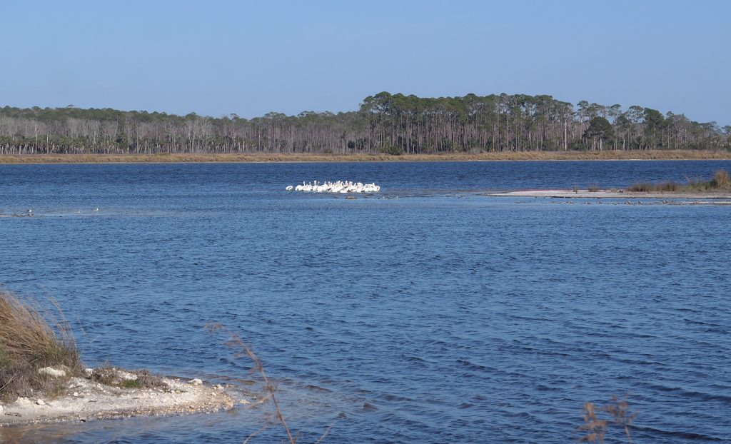 White Pelicans St Marks