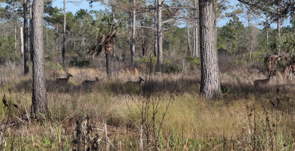 Deer at St Marks Wildlife Refuge