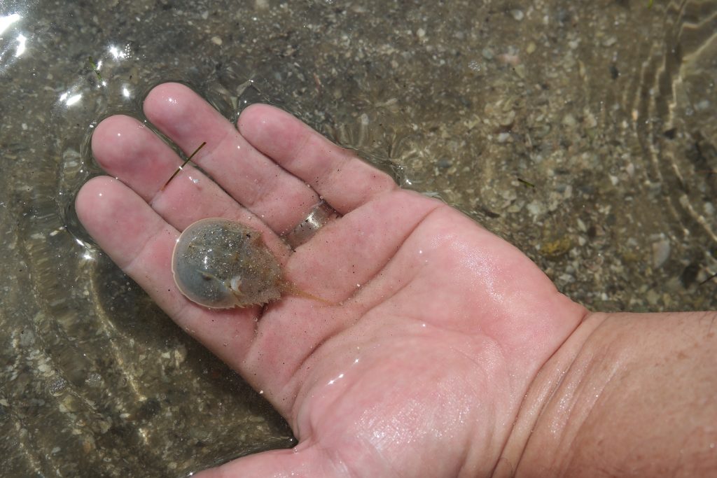 Baby Horseshoe Crab