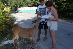 Key Deer Big Pine Key