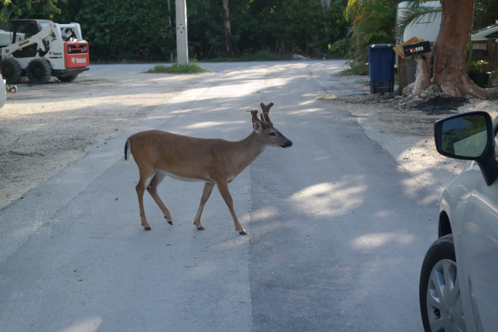 Key Deer Big Pine Key