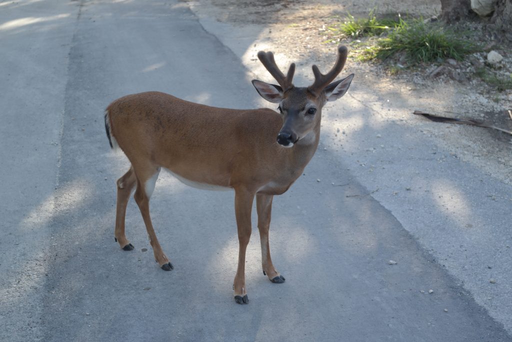 Key Deer Buck