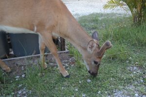 Keys Deer