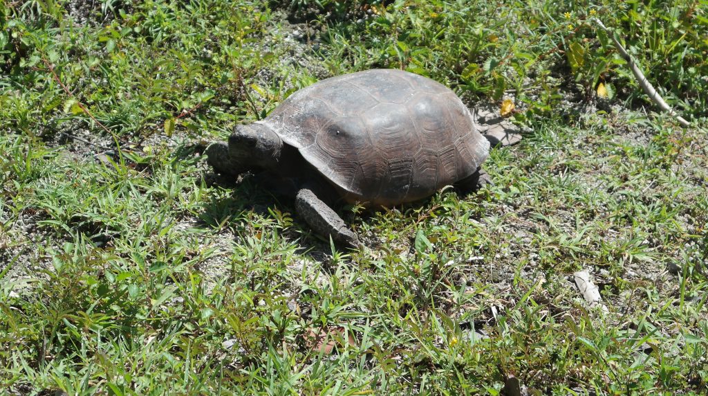 Gopher Tortoise