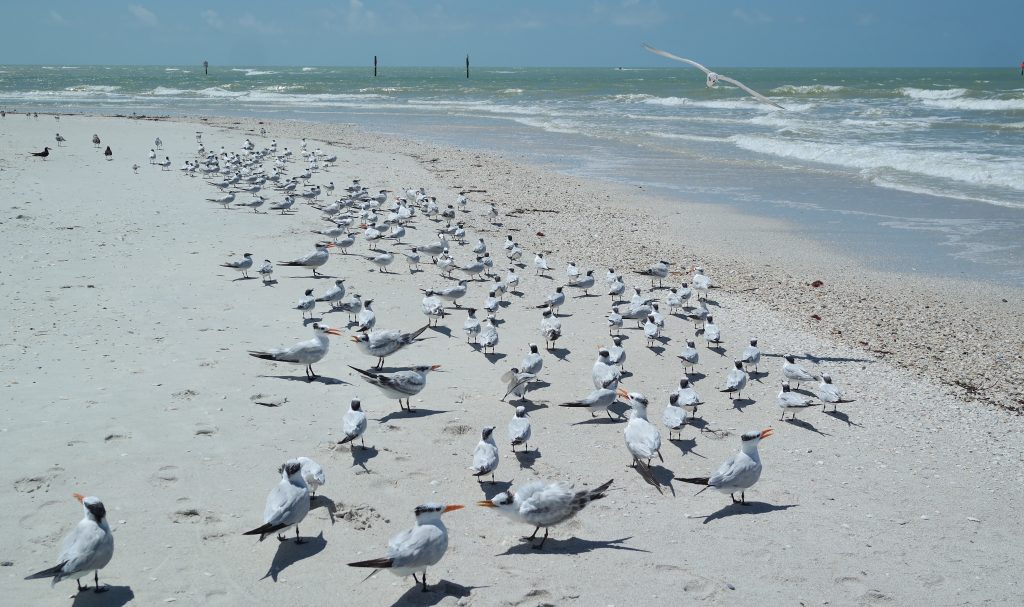 Terns At Barefoot Beach