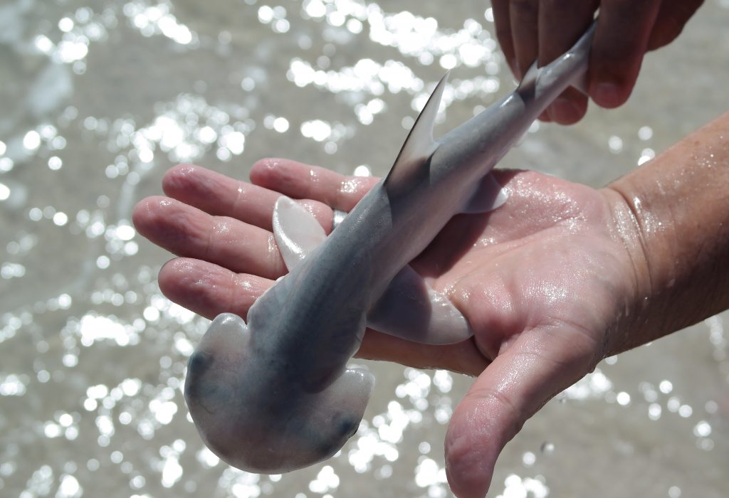 Bonnethead Shark