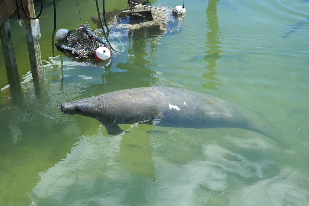 Manatee