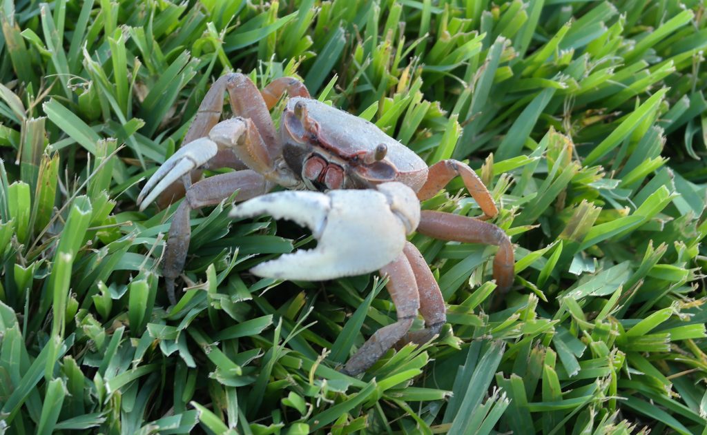 Crab at Deering Estate