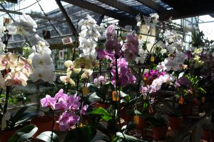 Orchids