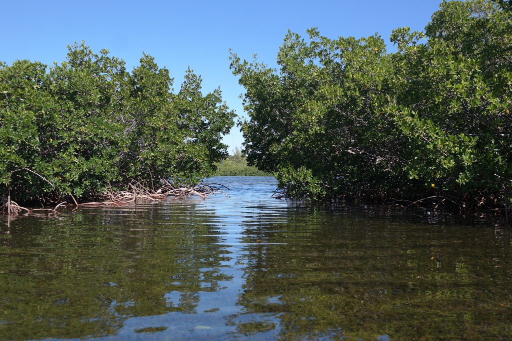 Kayaking Off The Beaten Path In The Florida Keys – Rock Harbor In Key ...