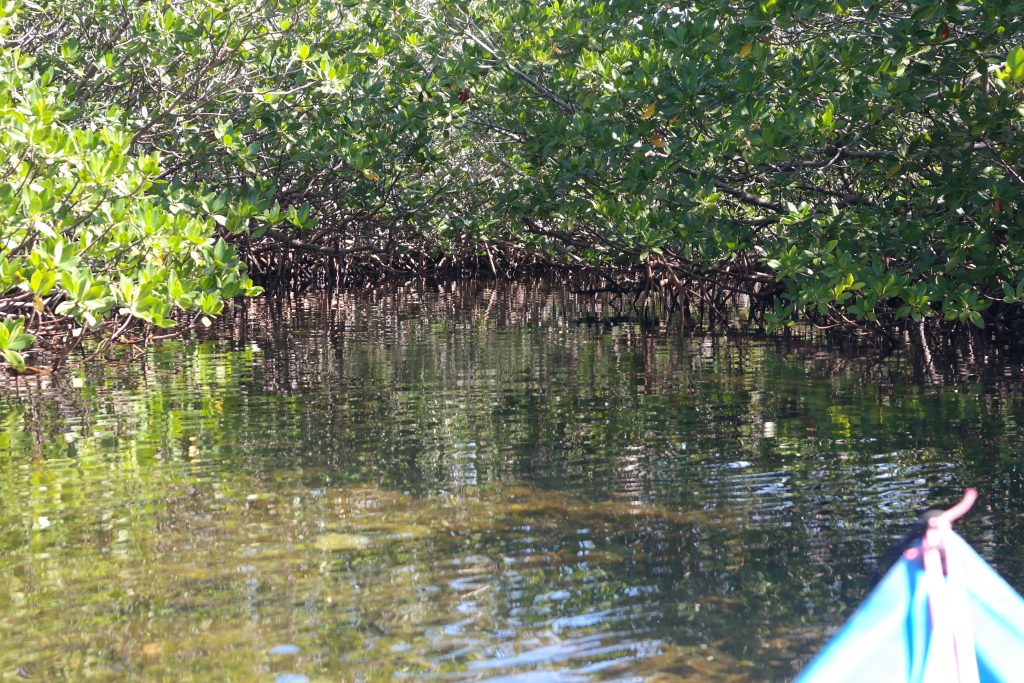 Kayaking Off The Beaten Path In The Florida Keys – Rock Harbor In Key