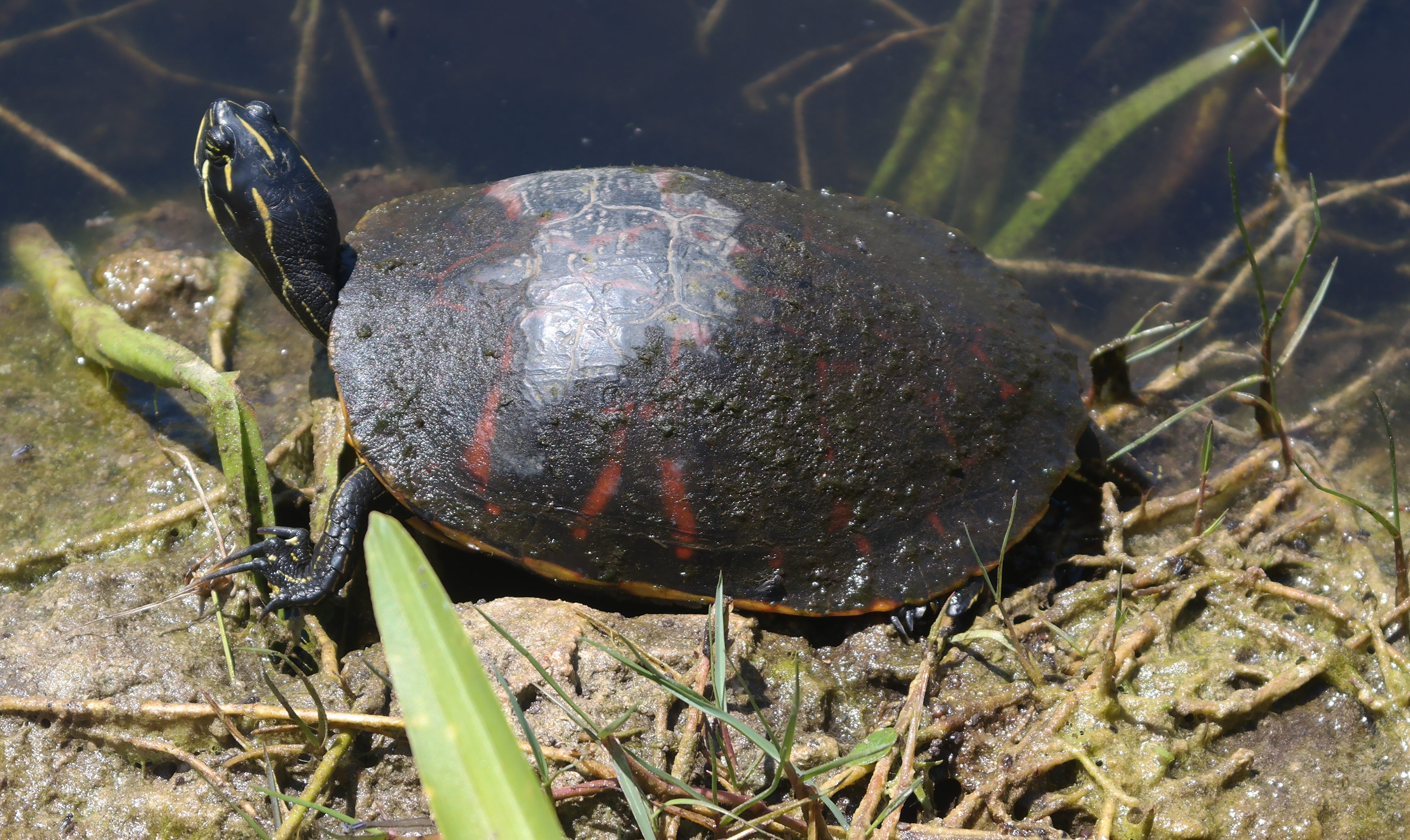 Shark Valley In Everglades National Park – Visit Alligators And Friends ...